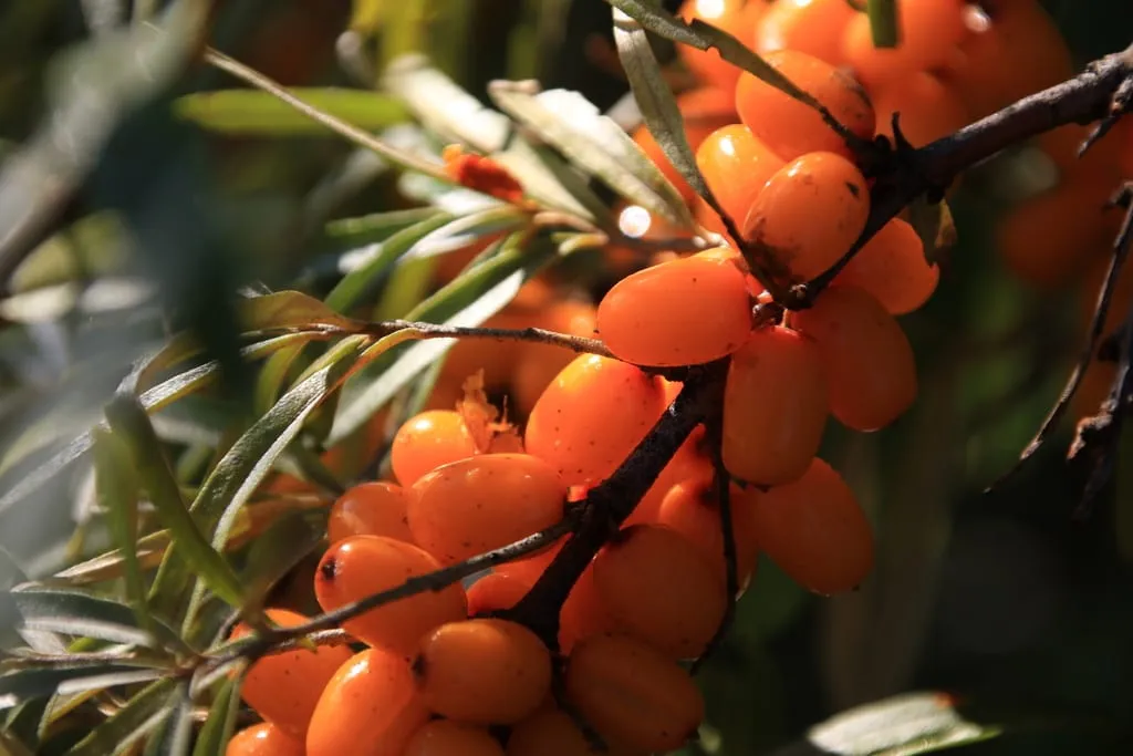 Облепиха (sea-buckthorn)
