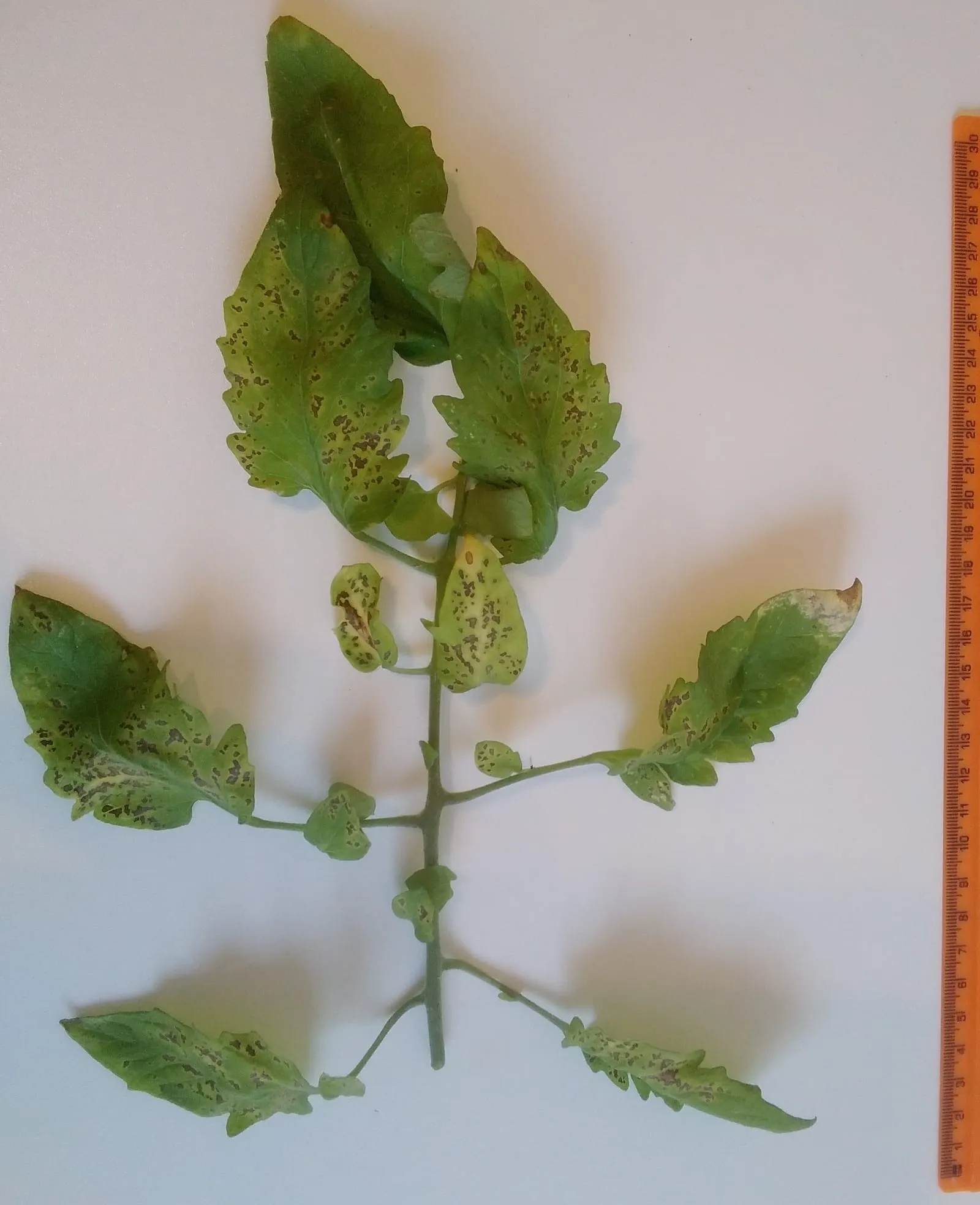Septoria leaf spot symptoms on tomato leaf (Septoria lycopersici on Solanum lycopersicum leaf) (septoria-leaf-spot)