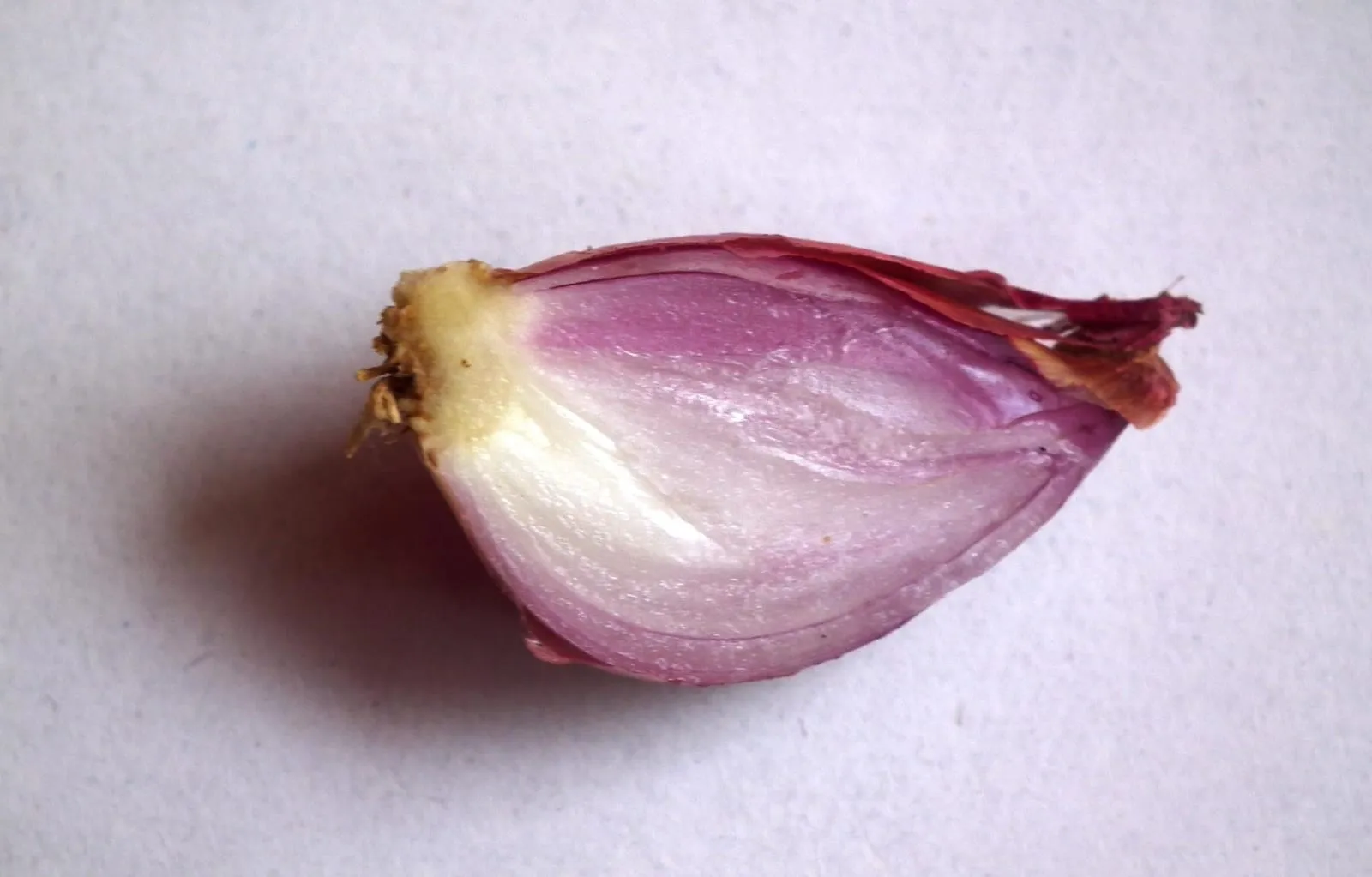 Shallot - Piece (shallot)