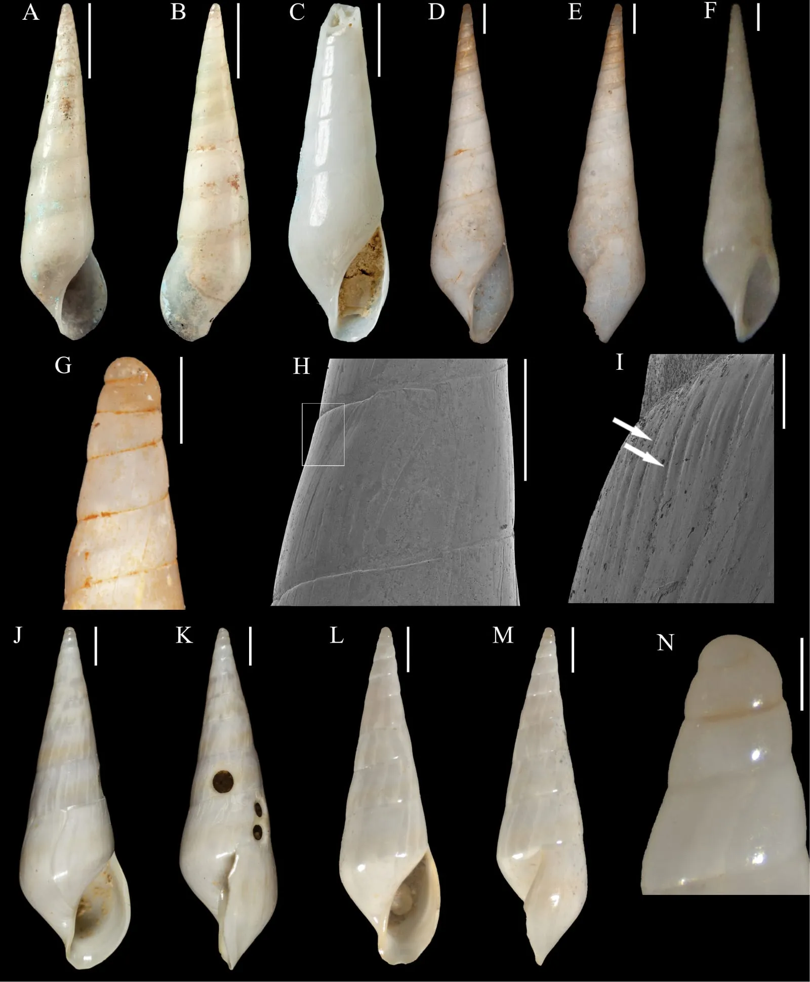 Eulimacrostoma (10.3897-zse.95.33880) Figure 3 (slug-snail)