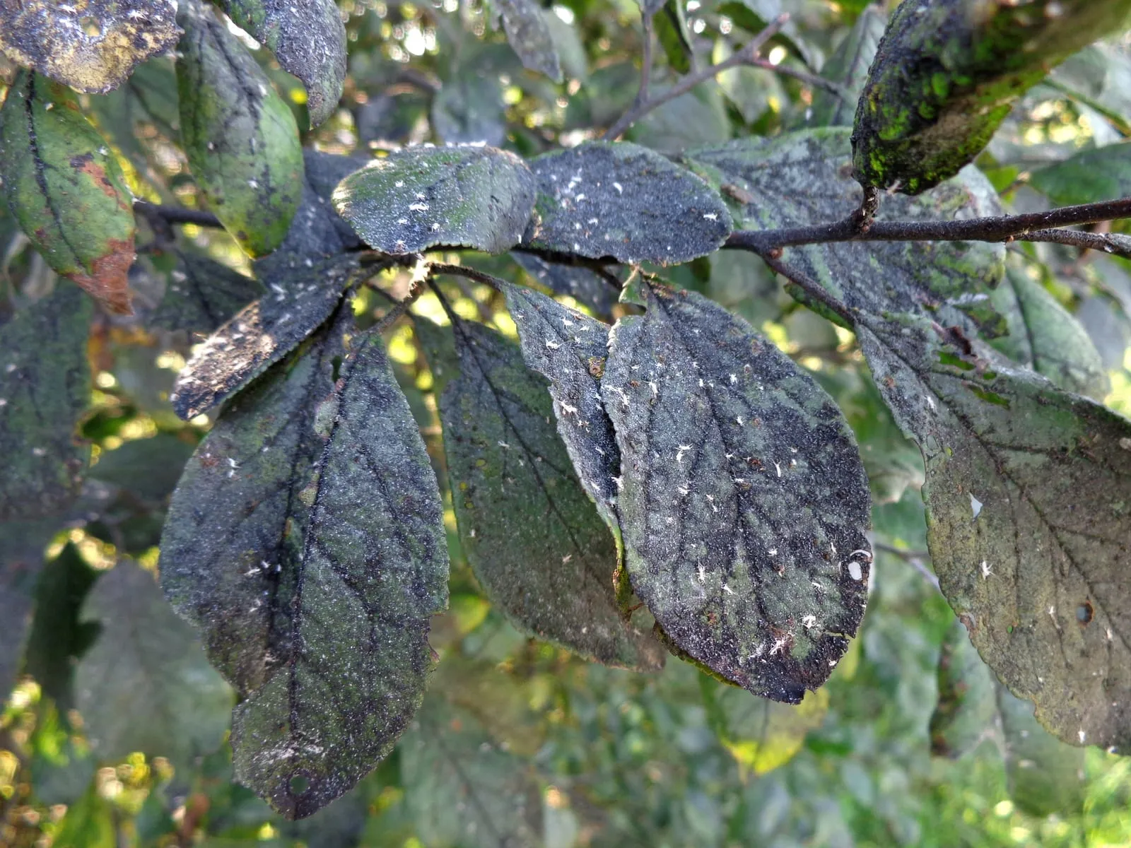 Capnodium sp. 01 (sooty-mold)