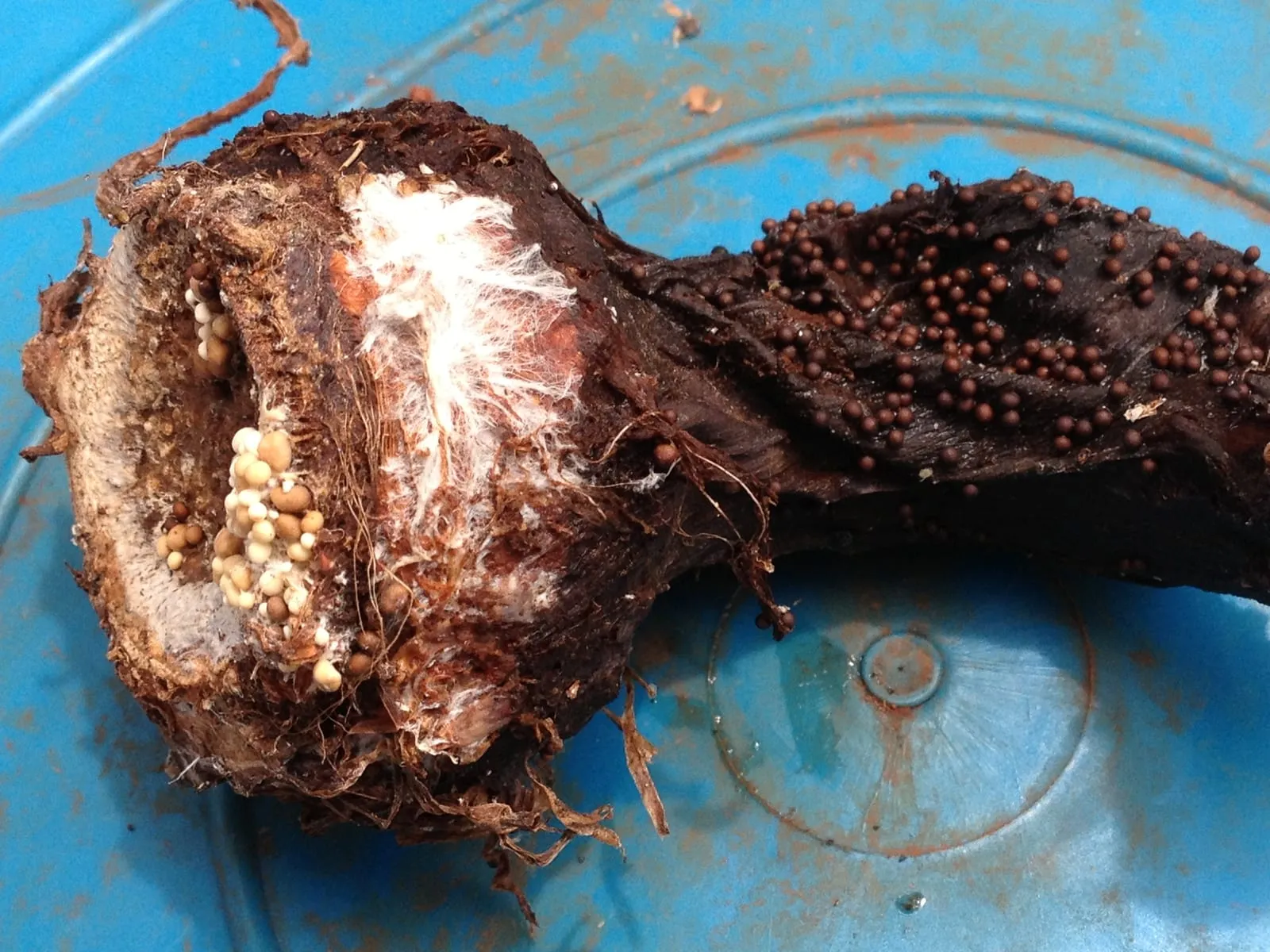 Taro- Southern blight caused by Sclerotium rolfsii (southern-blight)