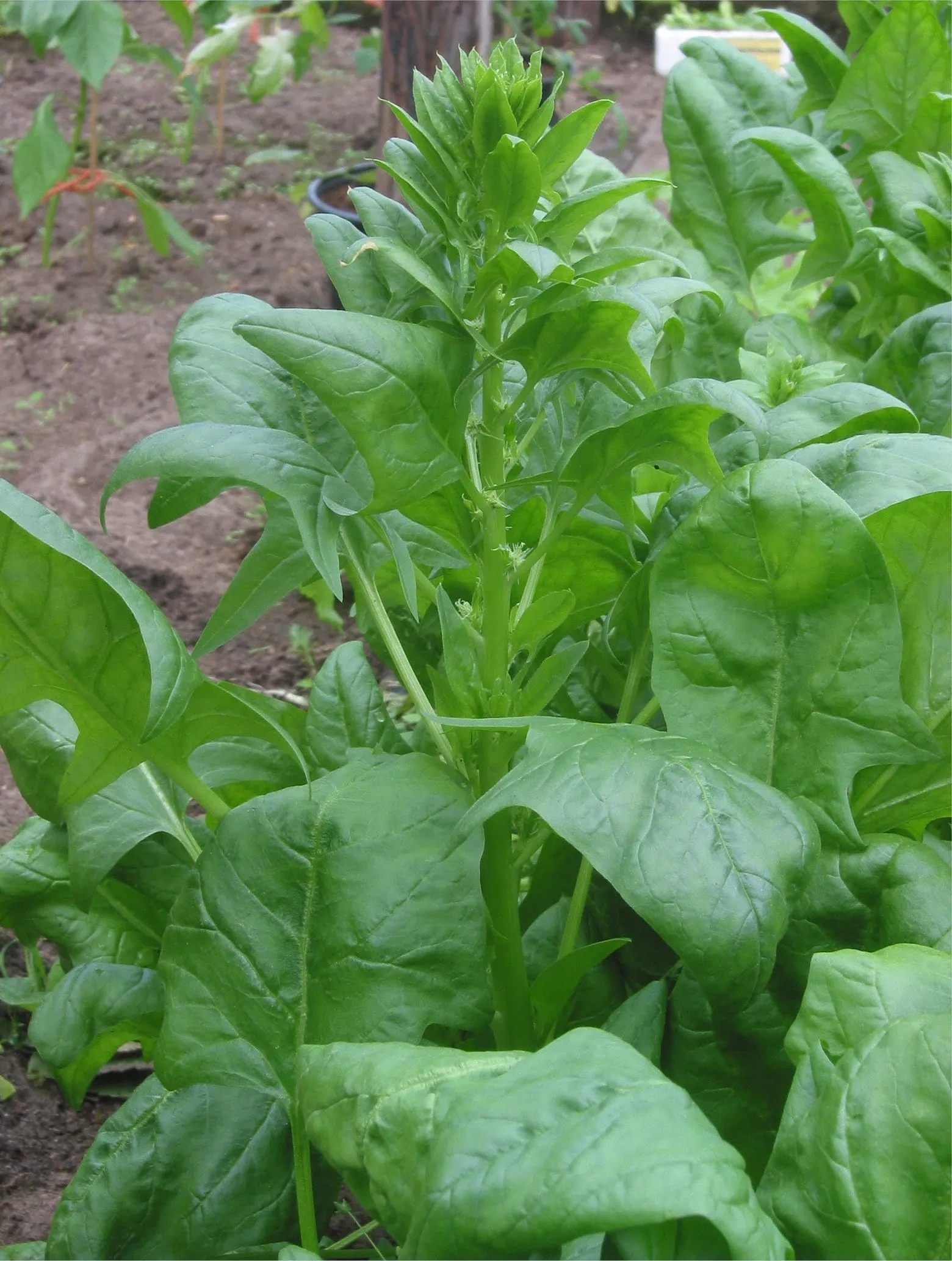 Spinazie vrouwelijke plant (Spinacia oleracea female plant) (spinach)