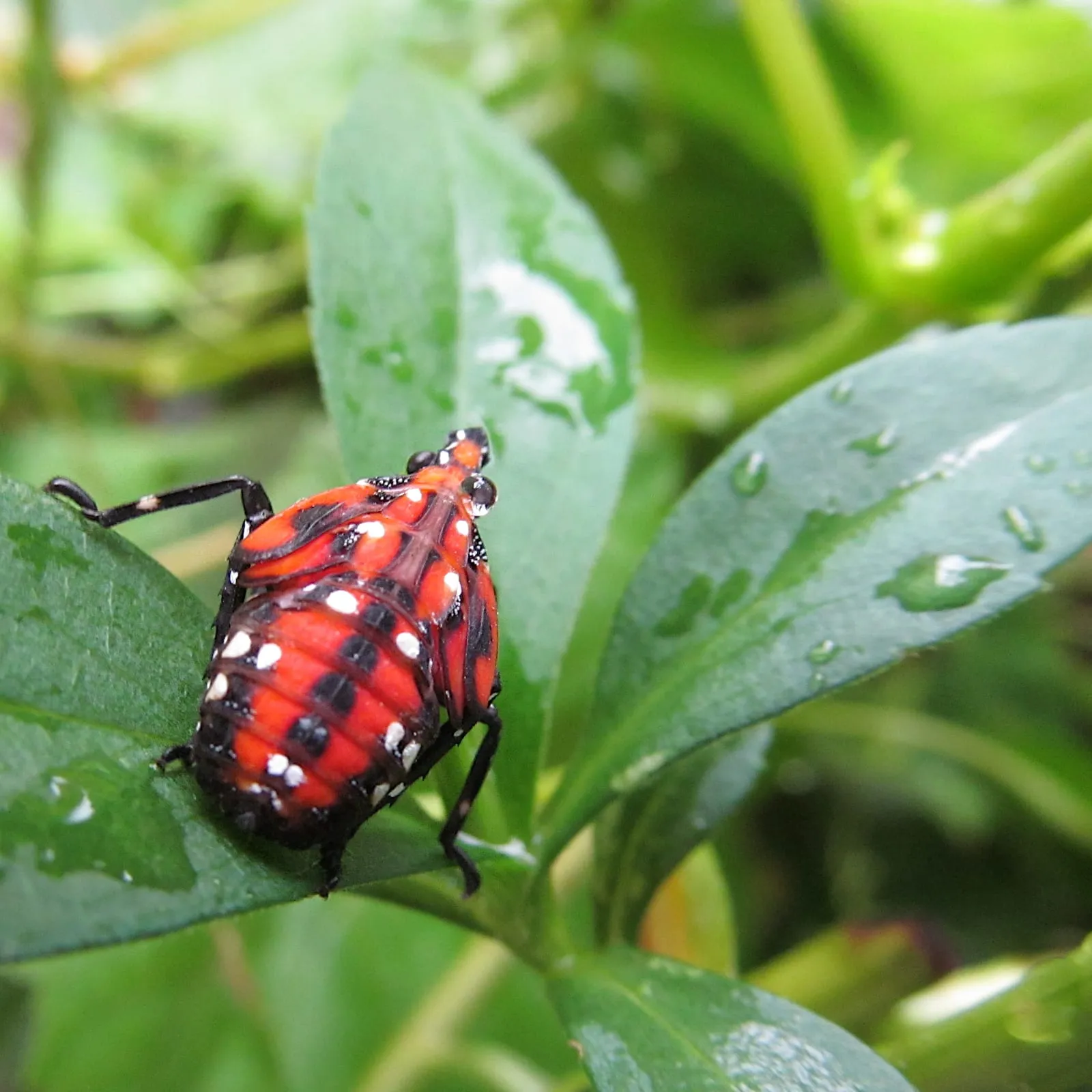 Spotted Lanternfly (Lycorma delicatula) late-stage nymph in Pittsburgh, 2022-07-23, 03 (spotted-lanternfly)
