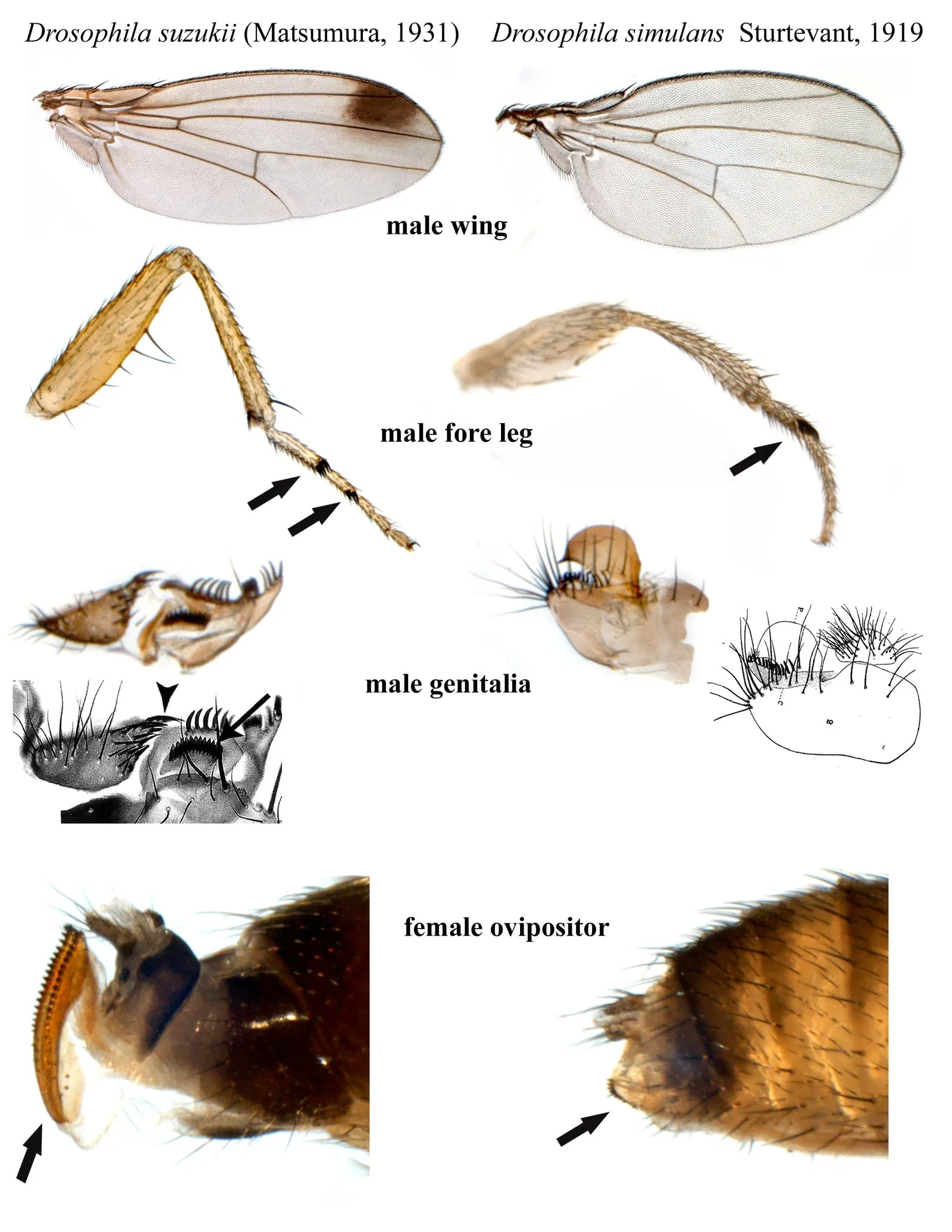 Drosophila suzukii smulans2 (spotted-wing-drosophila)
