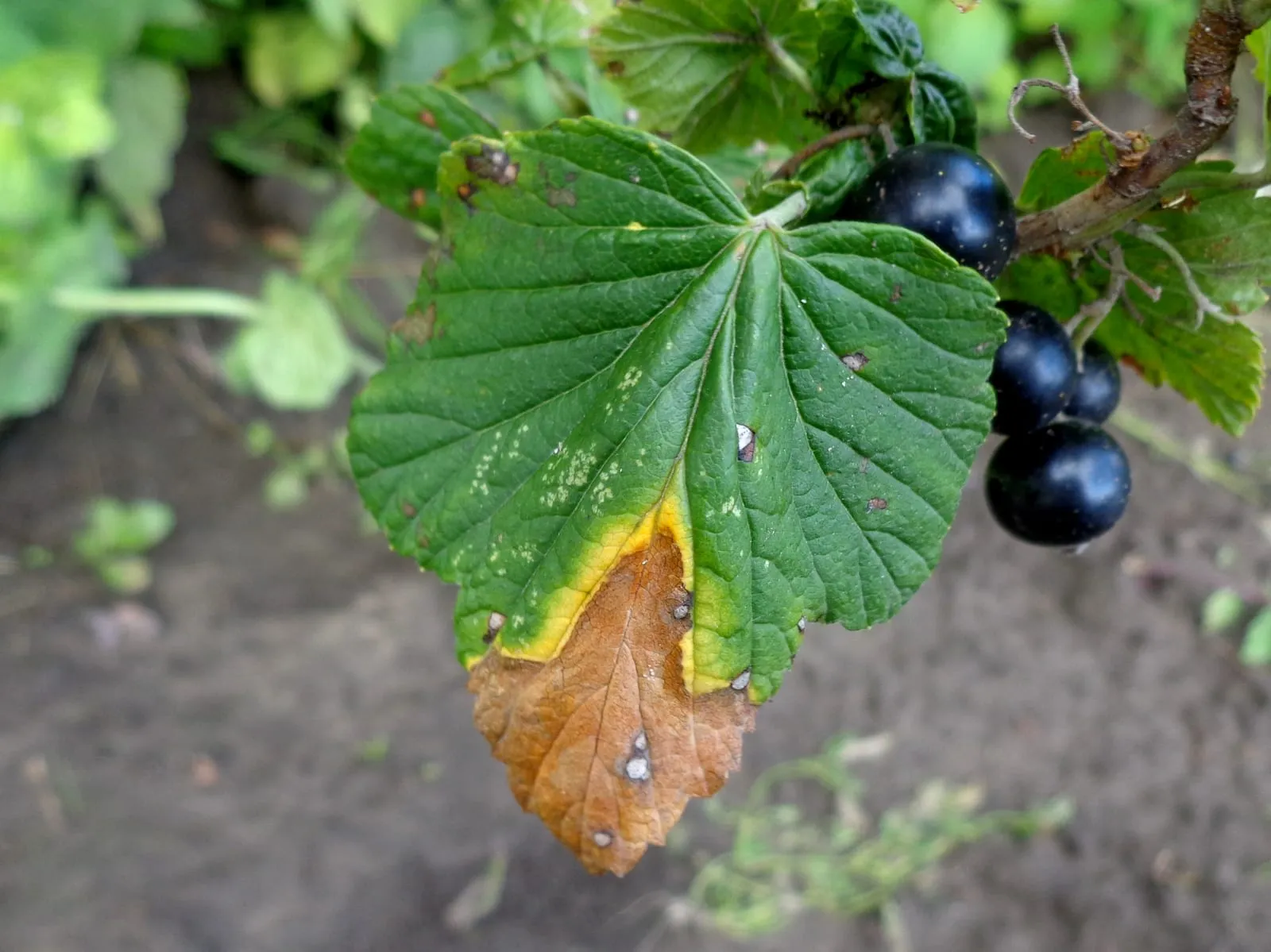 Didymella applanata 01 (spur-blight)