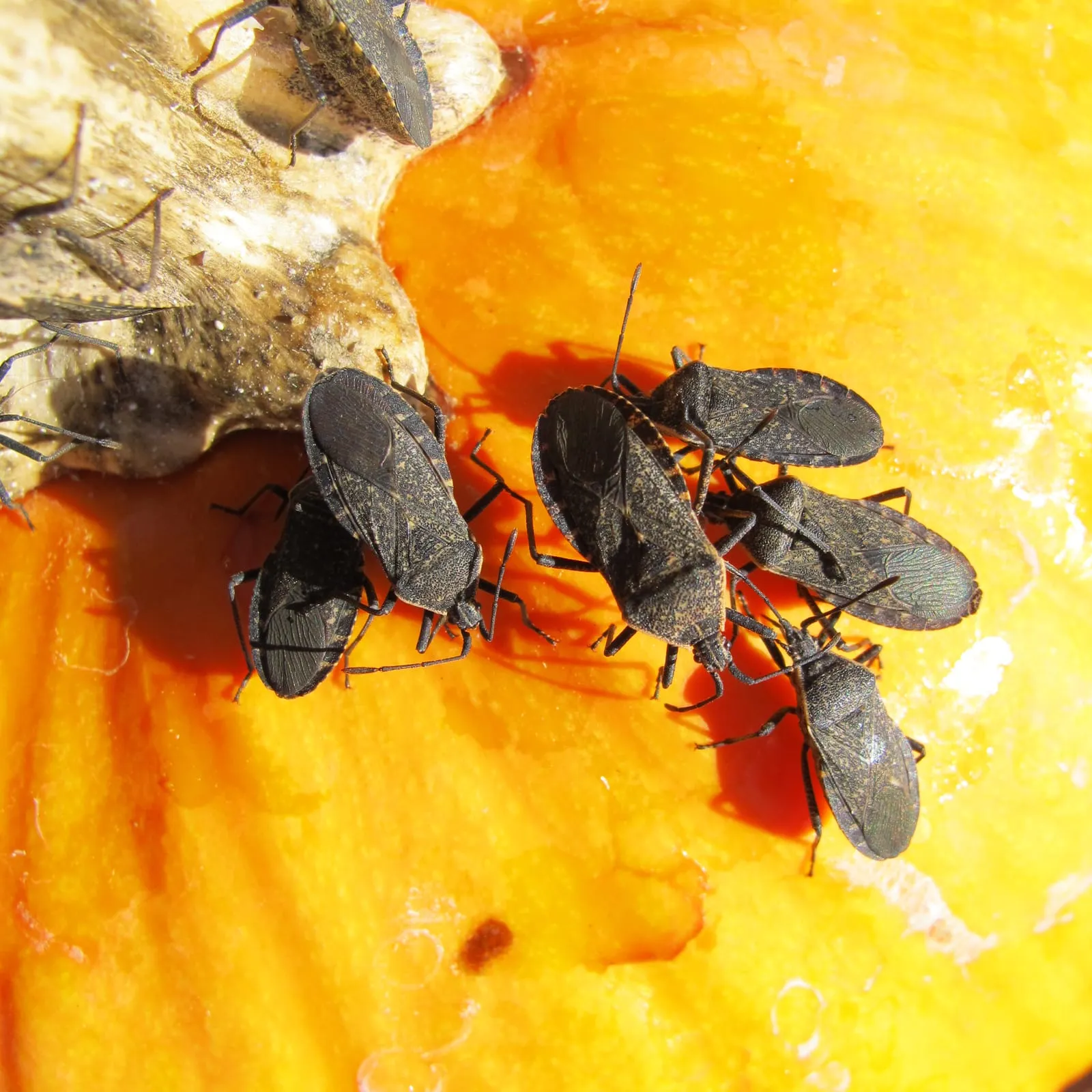 Anasa tristis gathered on a pumpkin (squash-bug)