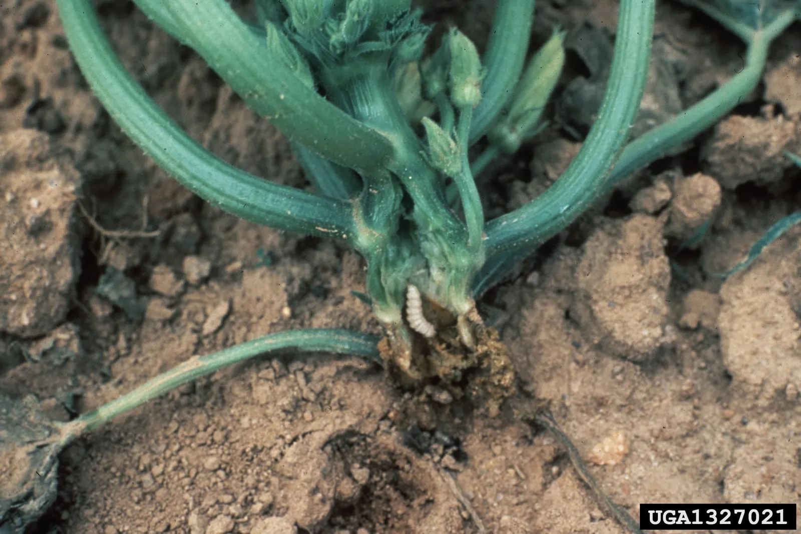 Melittia cucurbitae damage1 (squash-vine-borer)