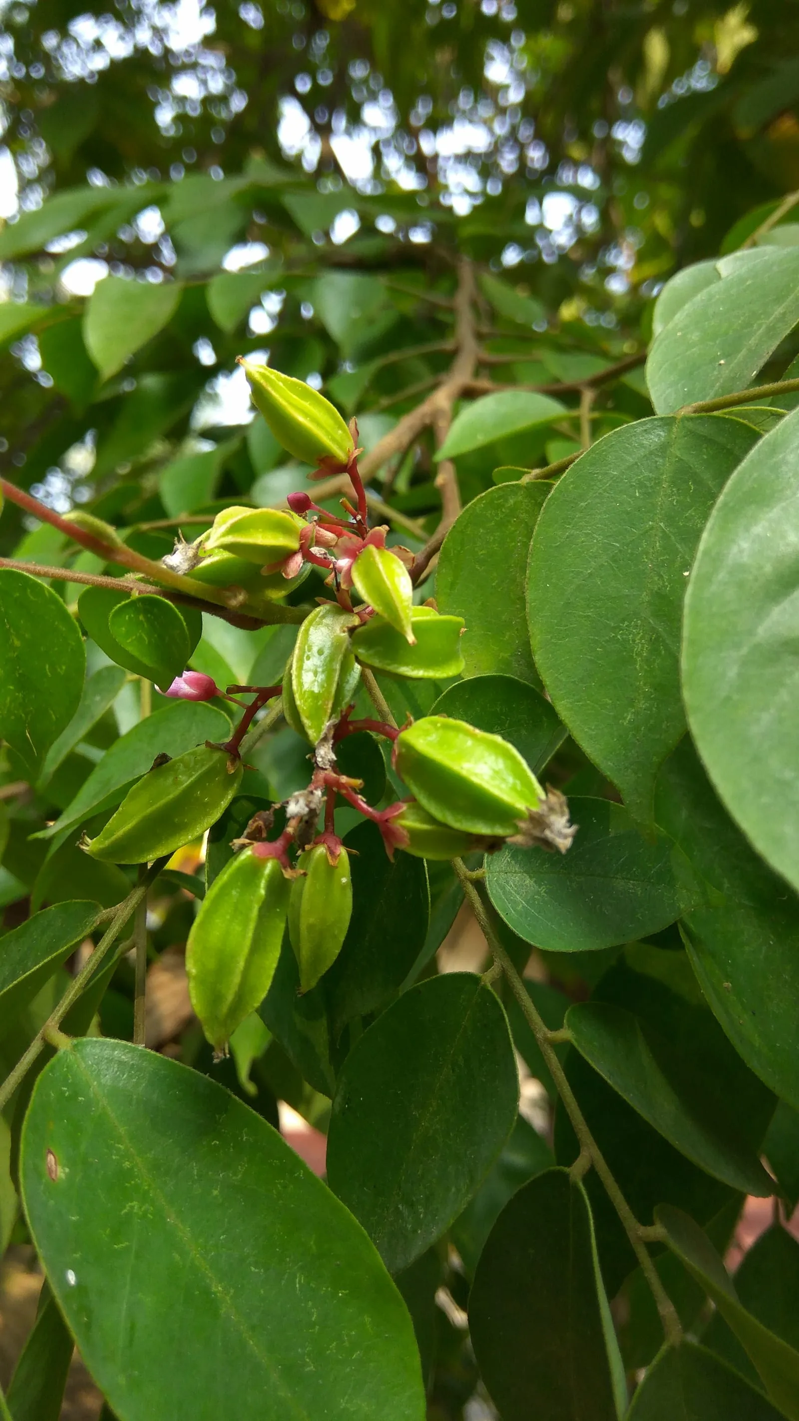 Averrhoa carambola new 03 (starfruit)
