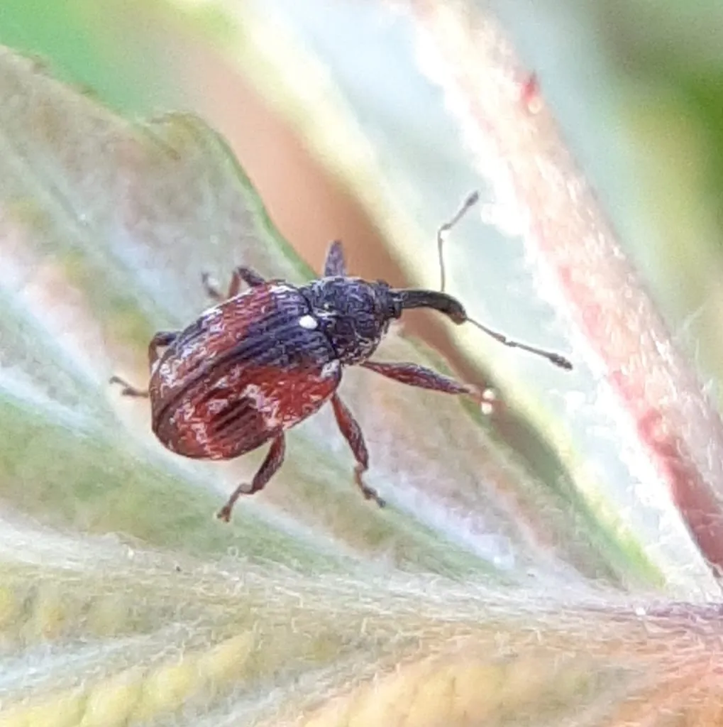 Anthonomus signatus (strawberry-clipper)