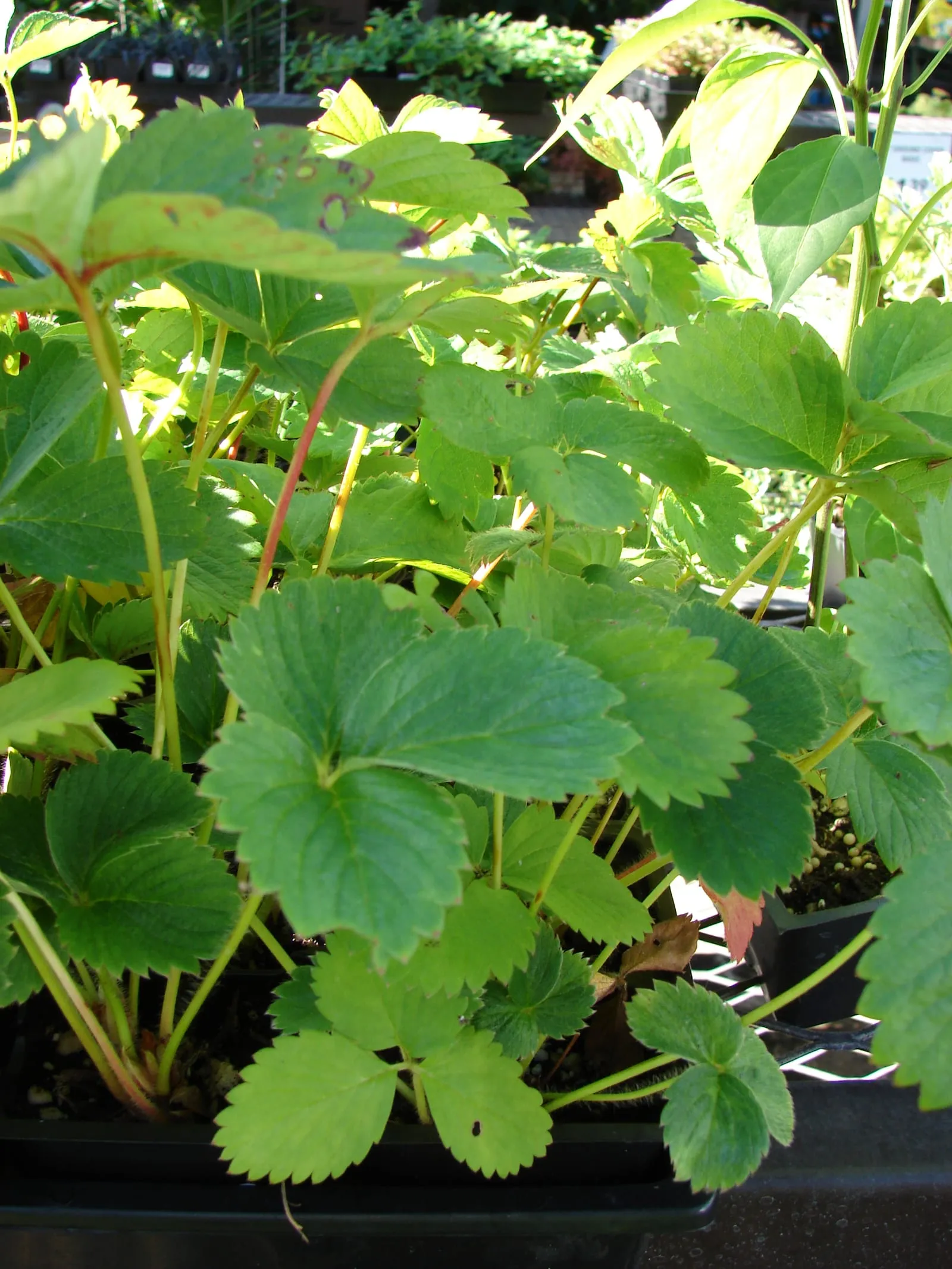 Starr 080103-1271 Fragaria x ananassa (strawberry-june-bearing)