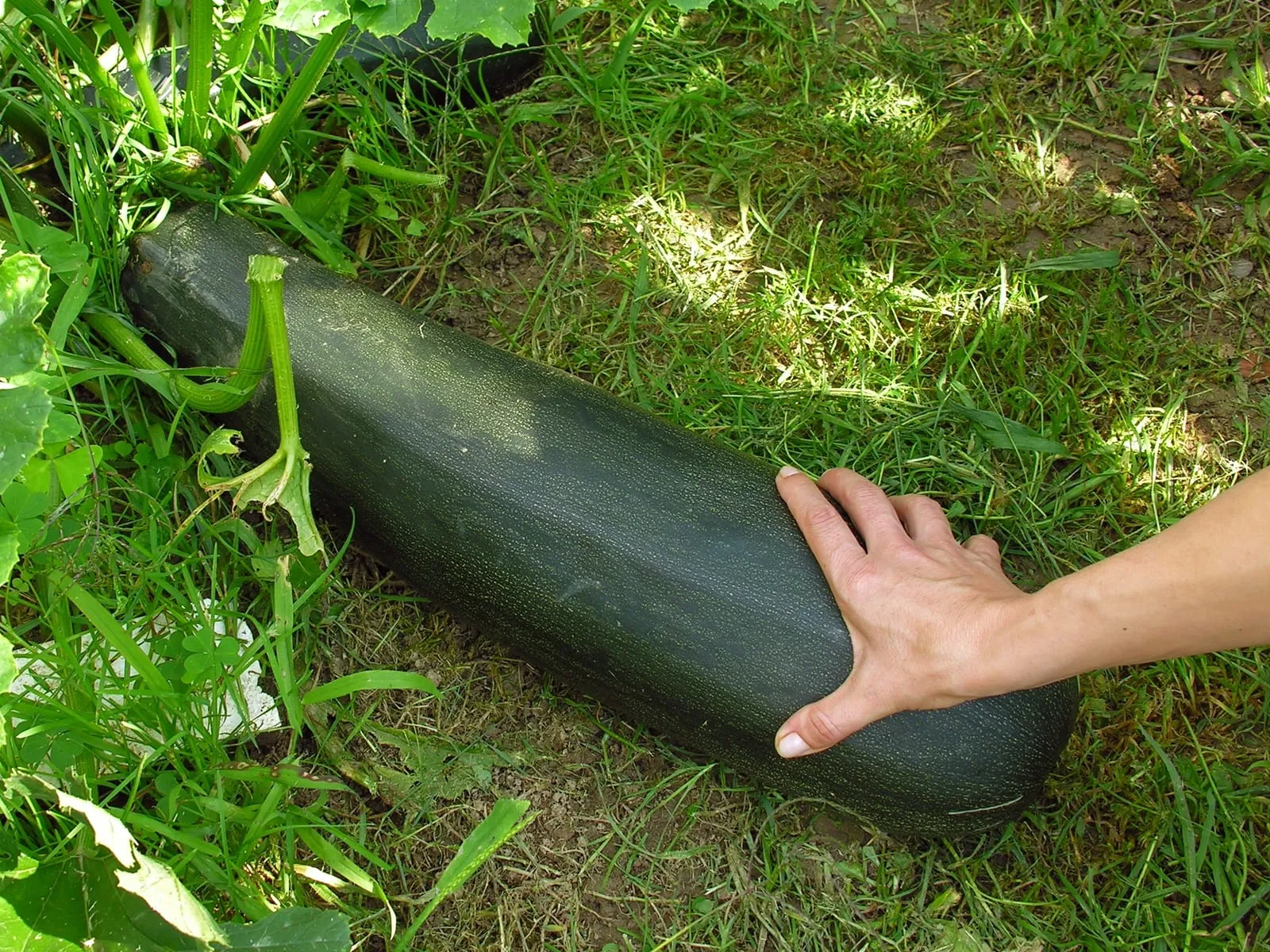 Cucurbita pepo Vilarromaris Oroso Galiza 2 (summer-squash)