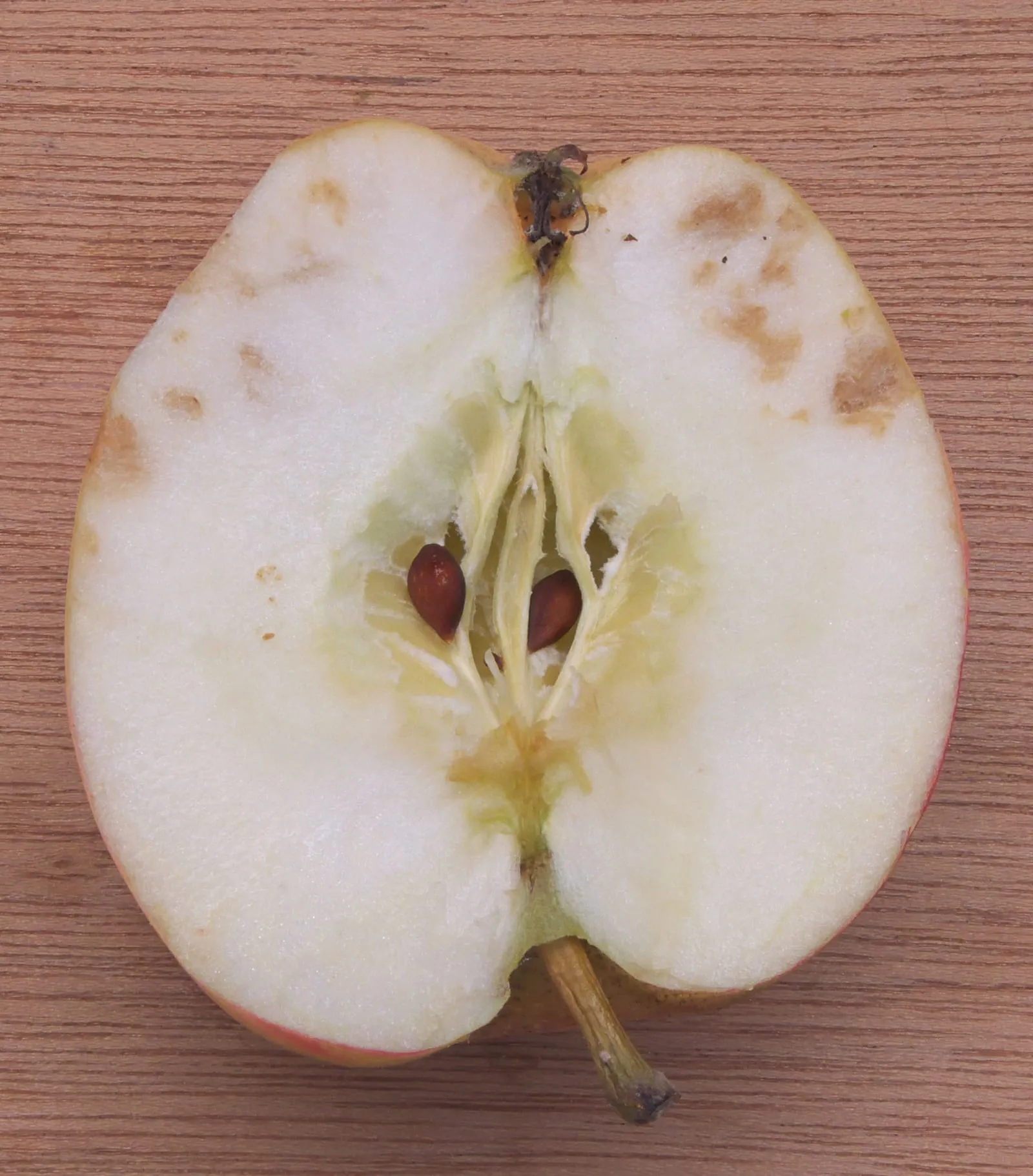 Malus domestica 'Summerred' bitterpit, kurkstip (e) (sunscald)