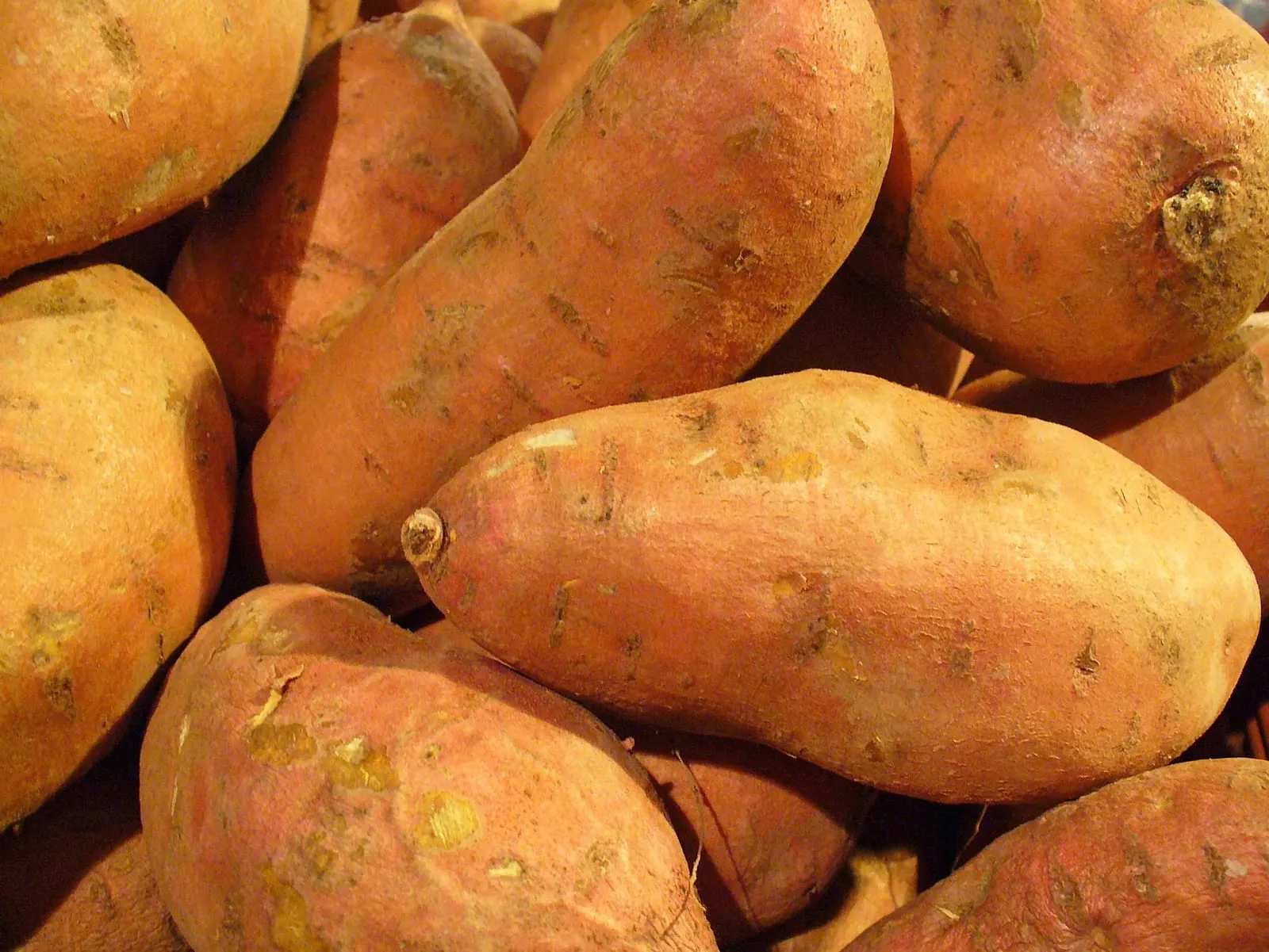 Ipomoea batatas 006 (sweet-potato)