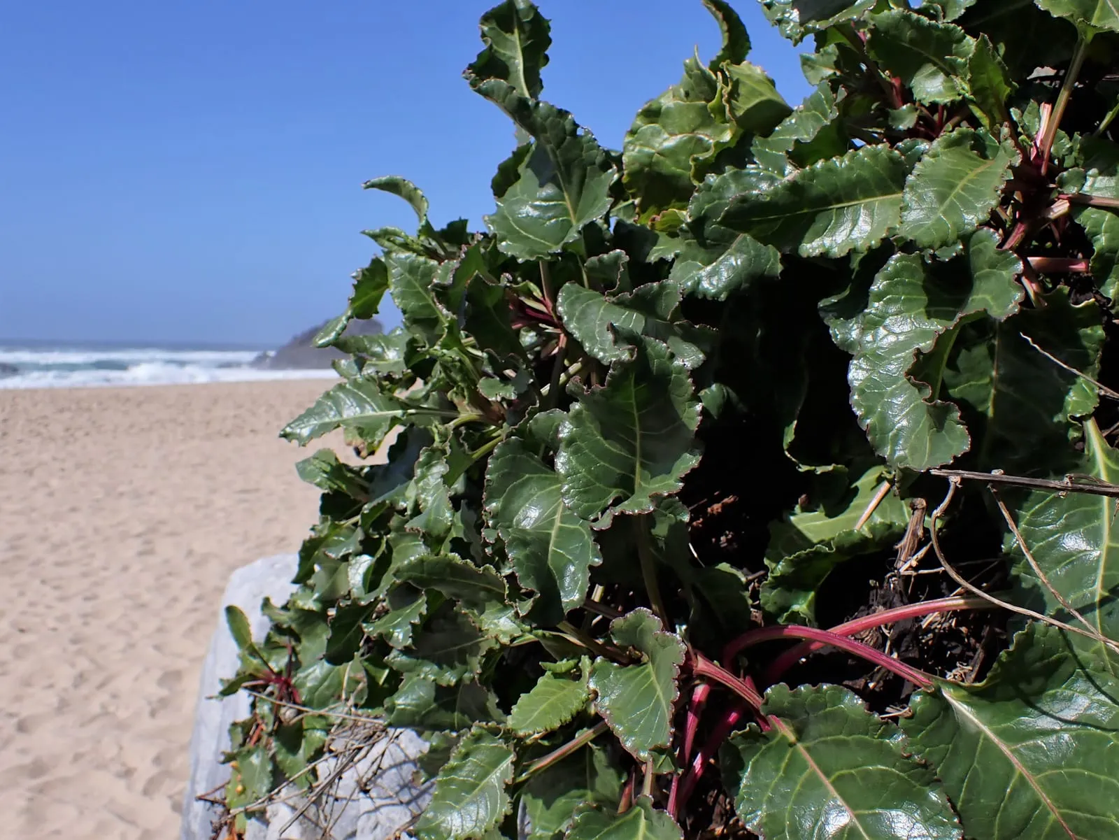 Beta vulgaris subsp. maritima kz05 (swiss-chard)