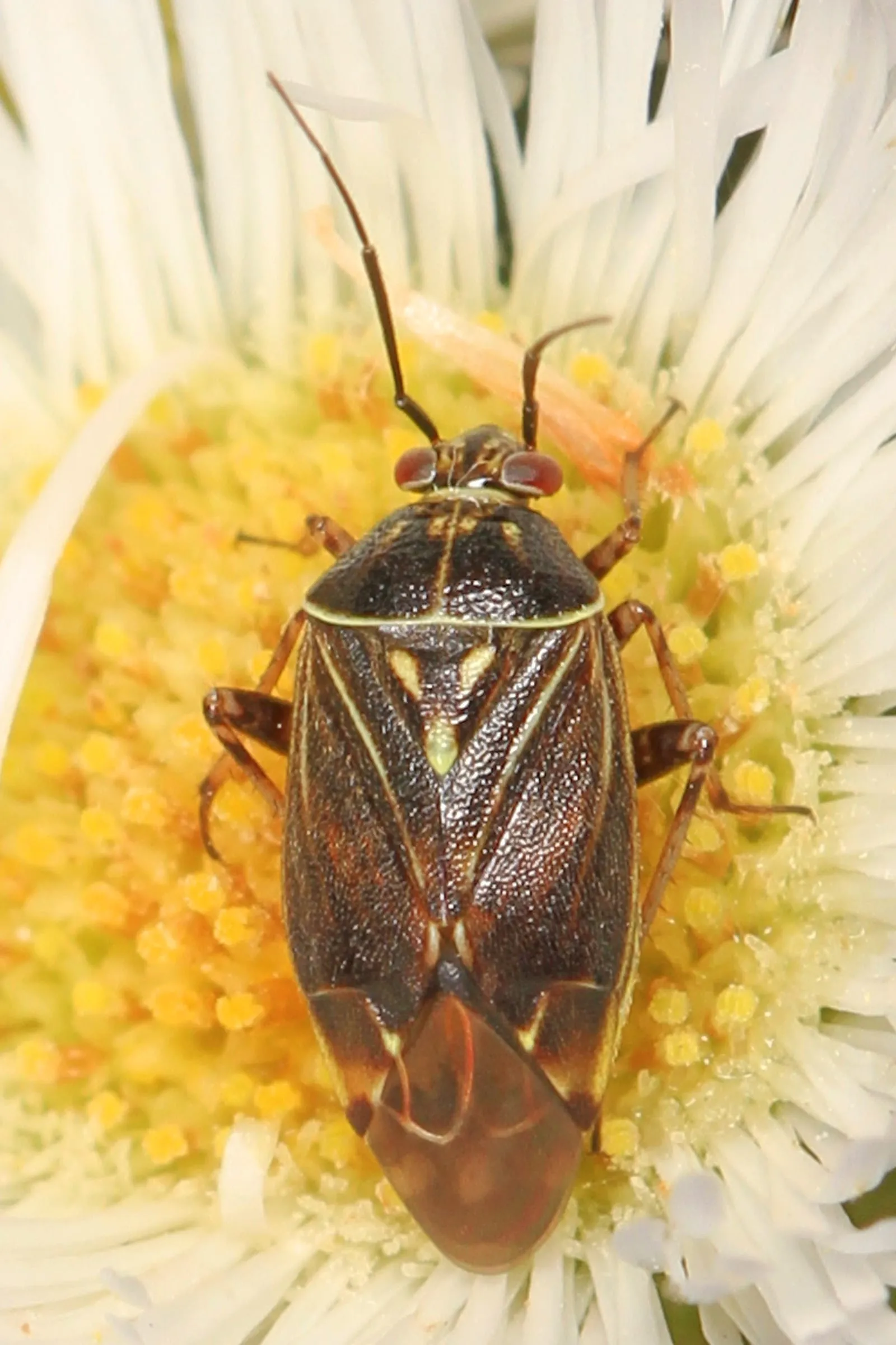 Tarnished Plant Bug - Lygus lineolaris, Natchez Trace, near Natchez, Mississippi (tarnished-plant-bug)