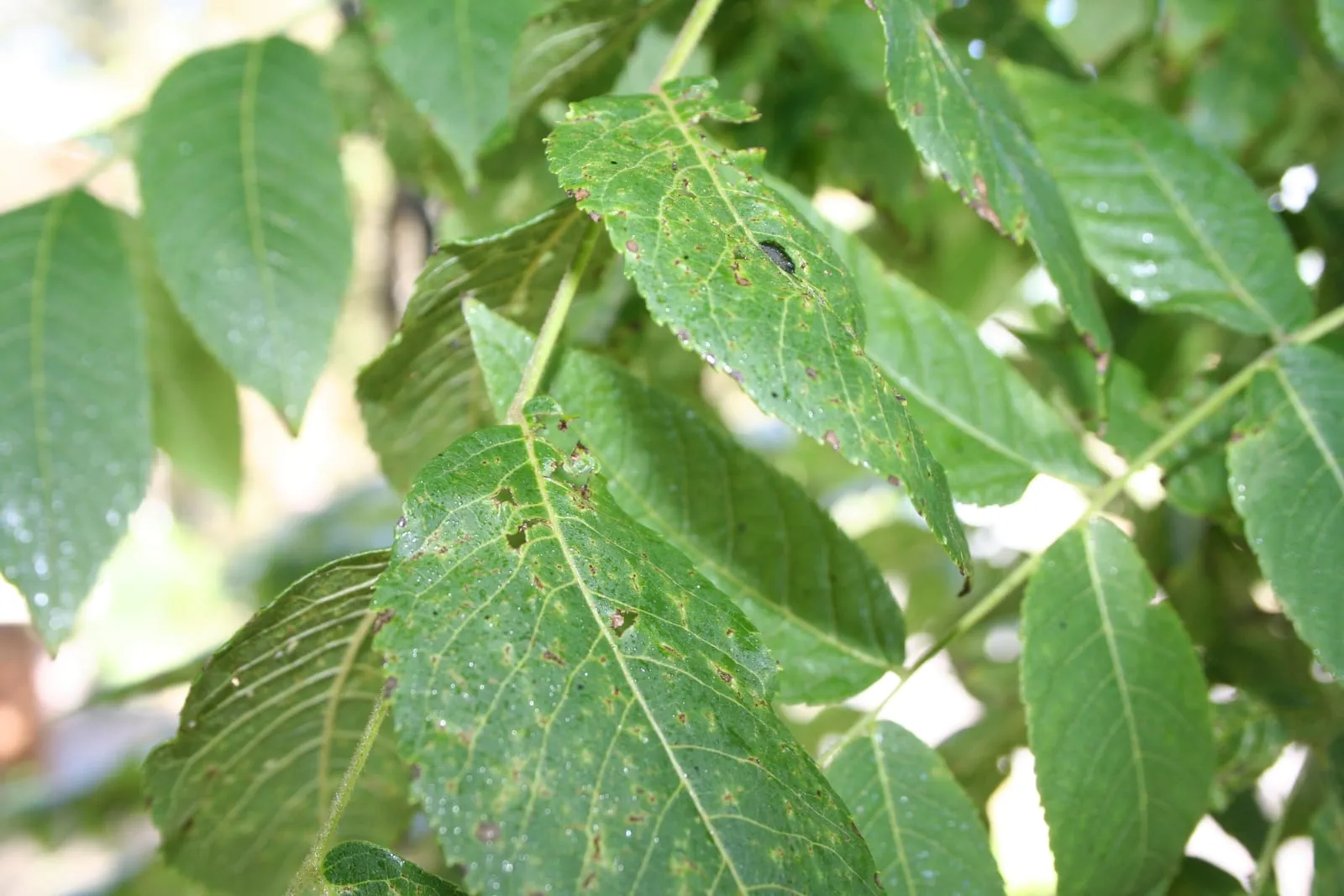 Black Walnut Leaves (thousand-cankers)