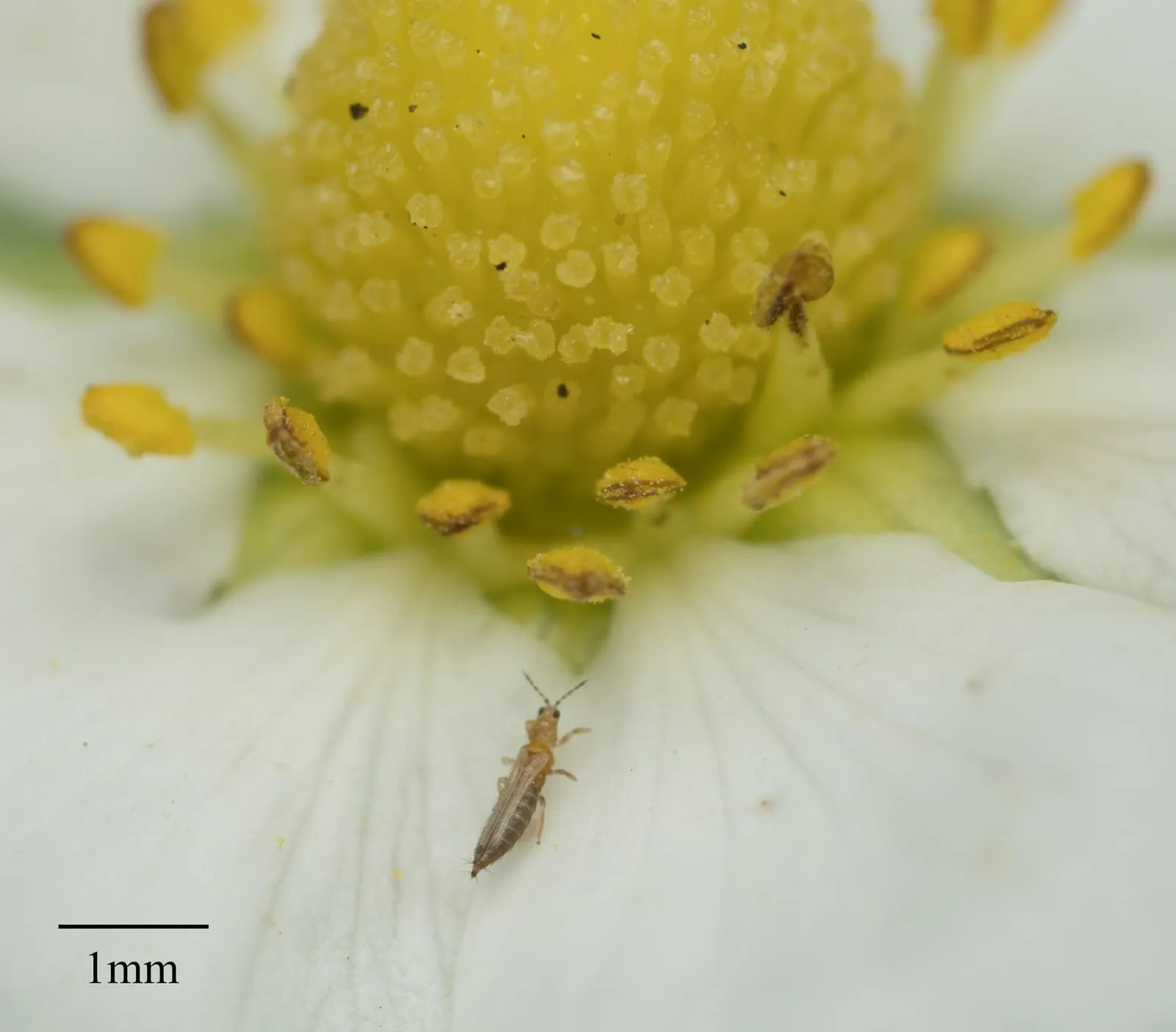 Frankliniella occidentalis 14827630 (thrips)