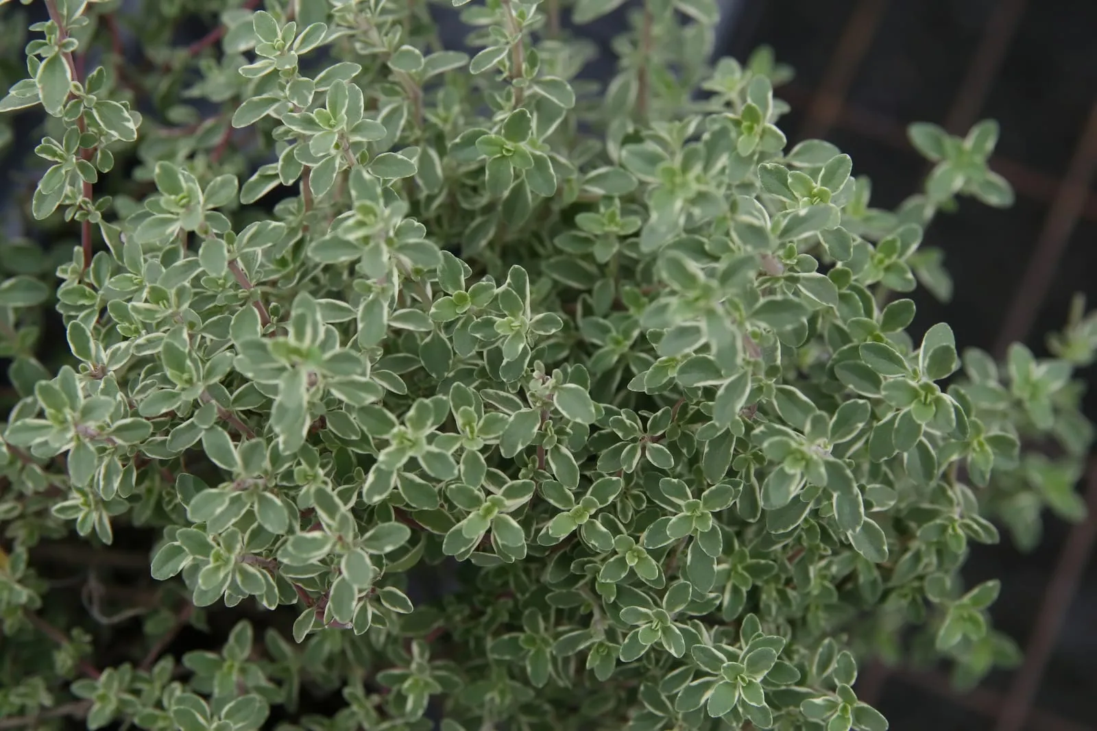 Thymus vulgaris Argenteus 1zz (thyme)