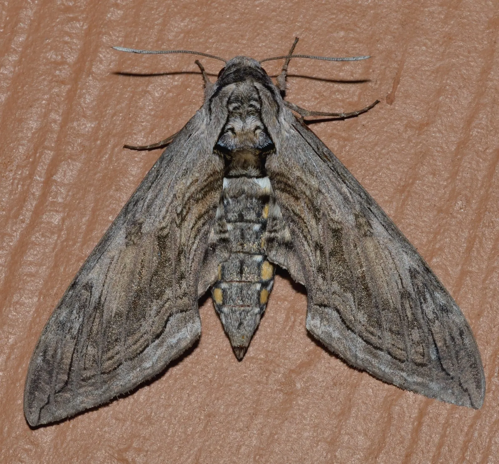 - 7776 – Manduca quinquemaculatus – Five-spotted Hawk Moth (15119475961) (tomato-hornworm)