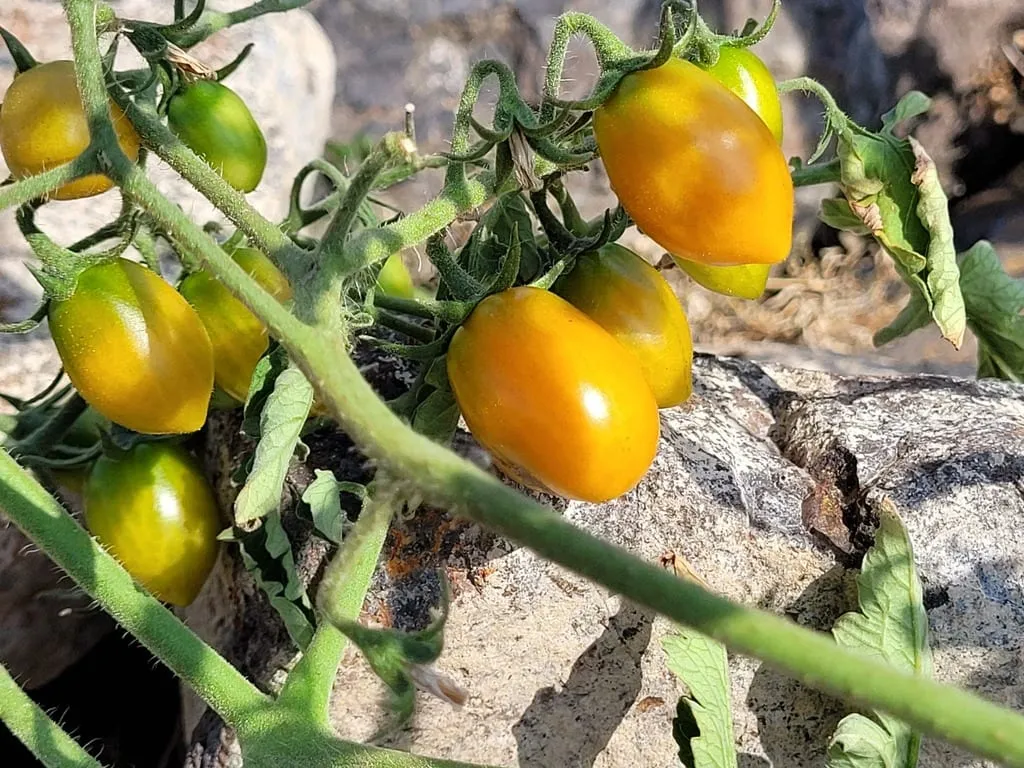 Tomate (tomato)