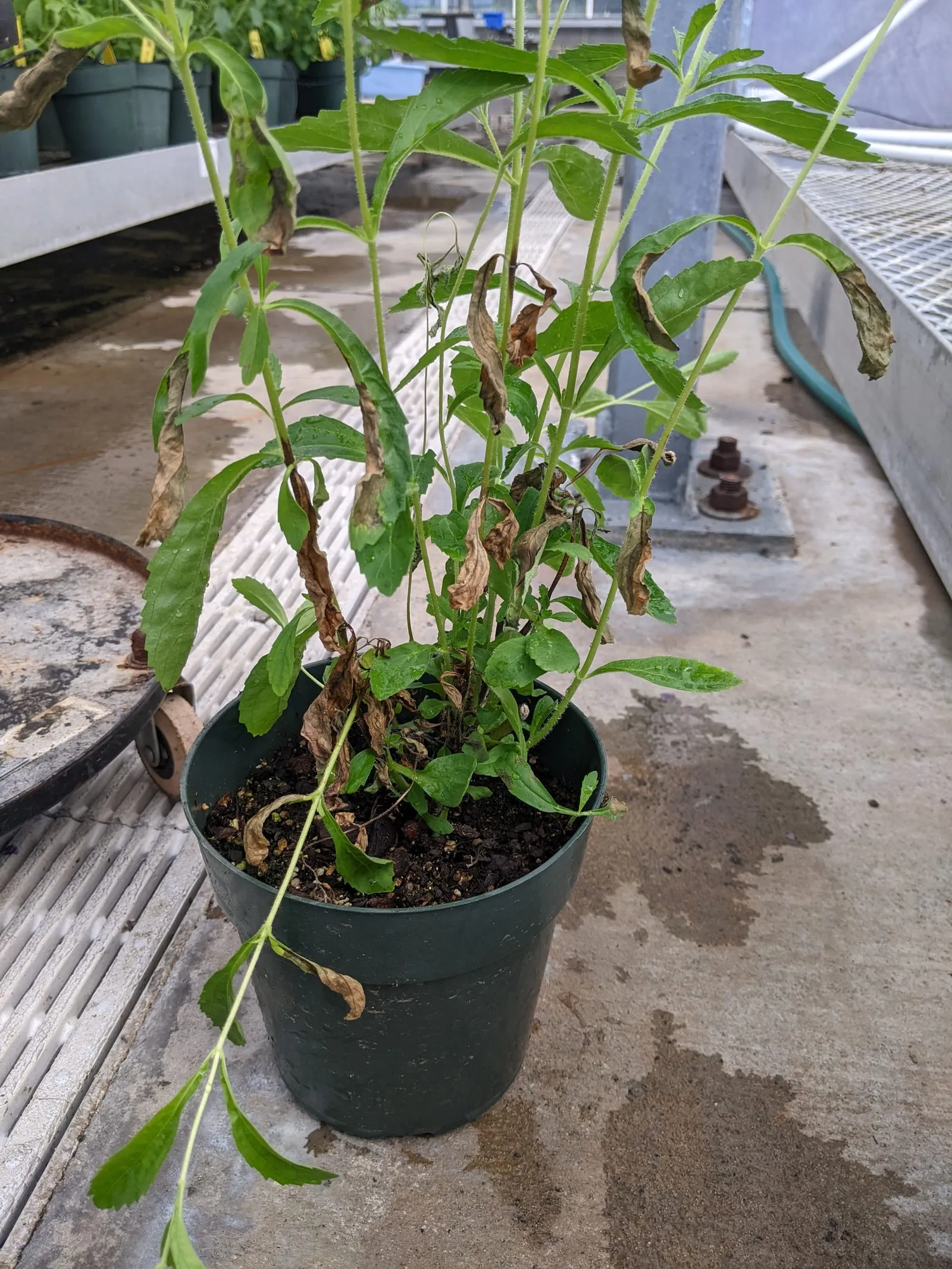 Stevia rebaudiana TSWV symptoms 3 (tomato-spotted-wilt)