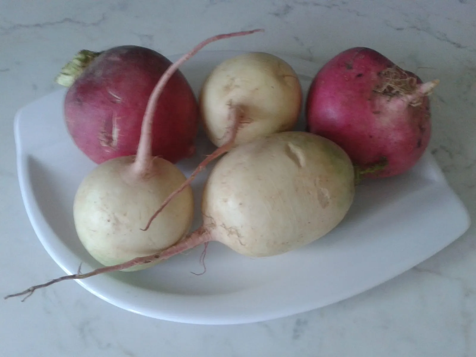 Brassica rapa subsp. rapa (turnip)