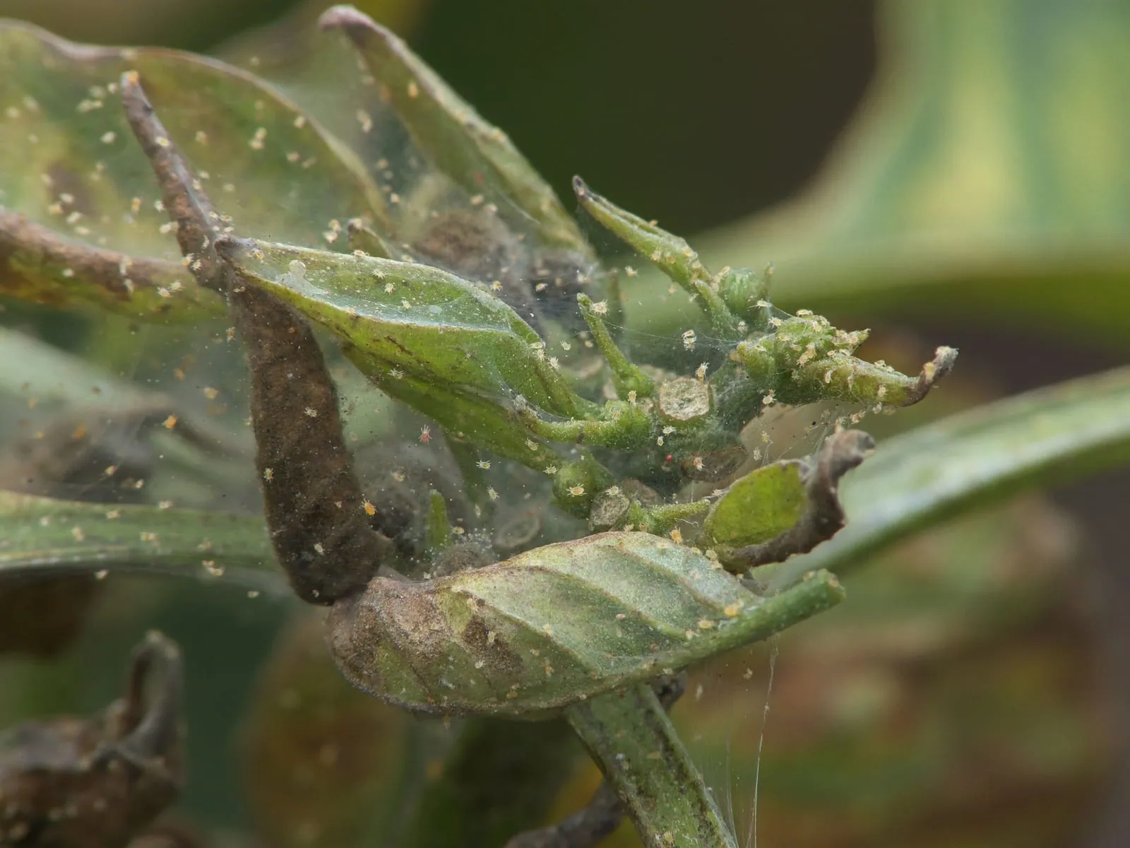 Tetranychus urticae on sweet pepper, Bonenspintmijt op paprika (2) (two-spotted-spider-mite)