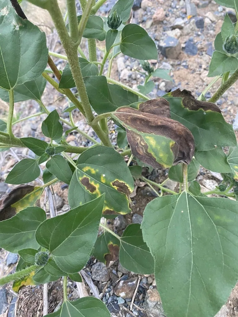 Verticillium dahliae (verticillium-wilt)