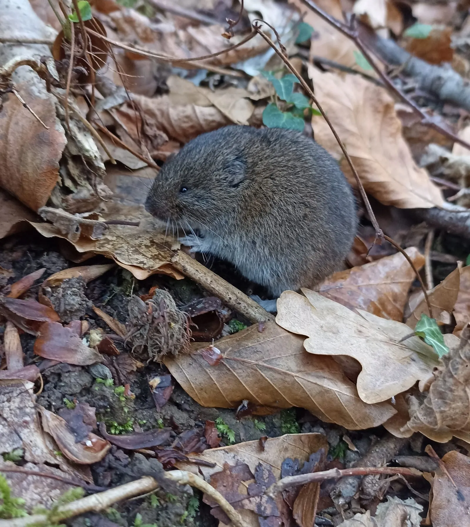 Microtus lavernedii (Cantabria, Spain) (vole-damage)
