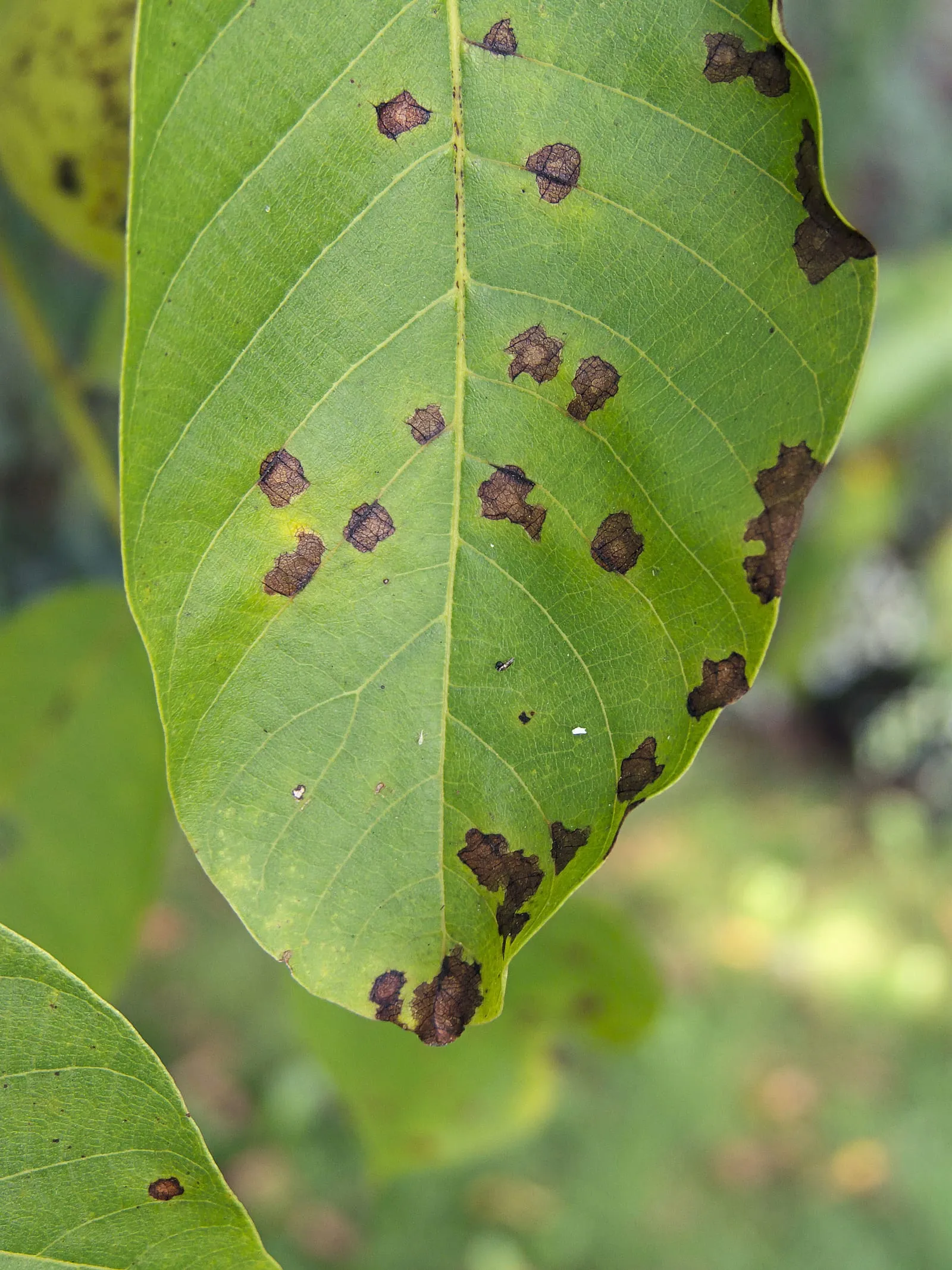 Gnomonia leptostyla on Juglans regia Buccaneer (walnut-anthracnose)