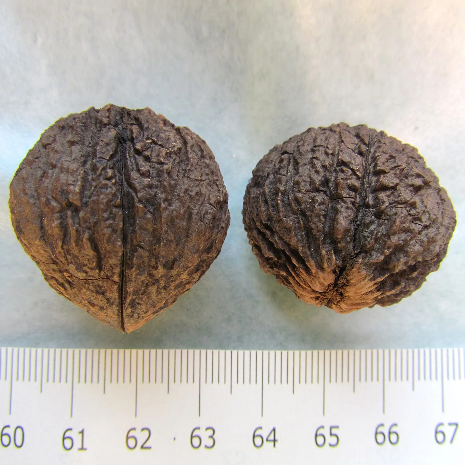 Juglans nigra nuts (walnut-black)