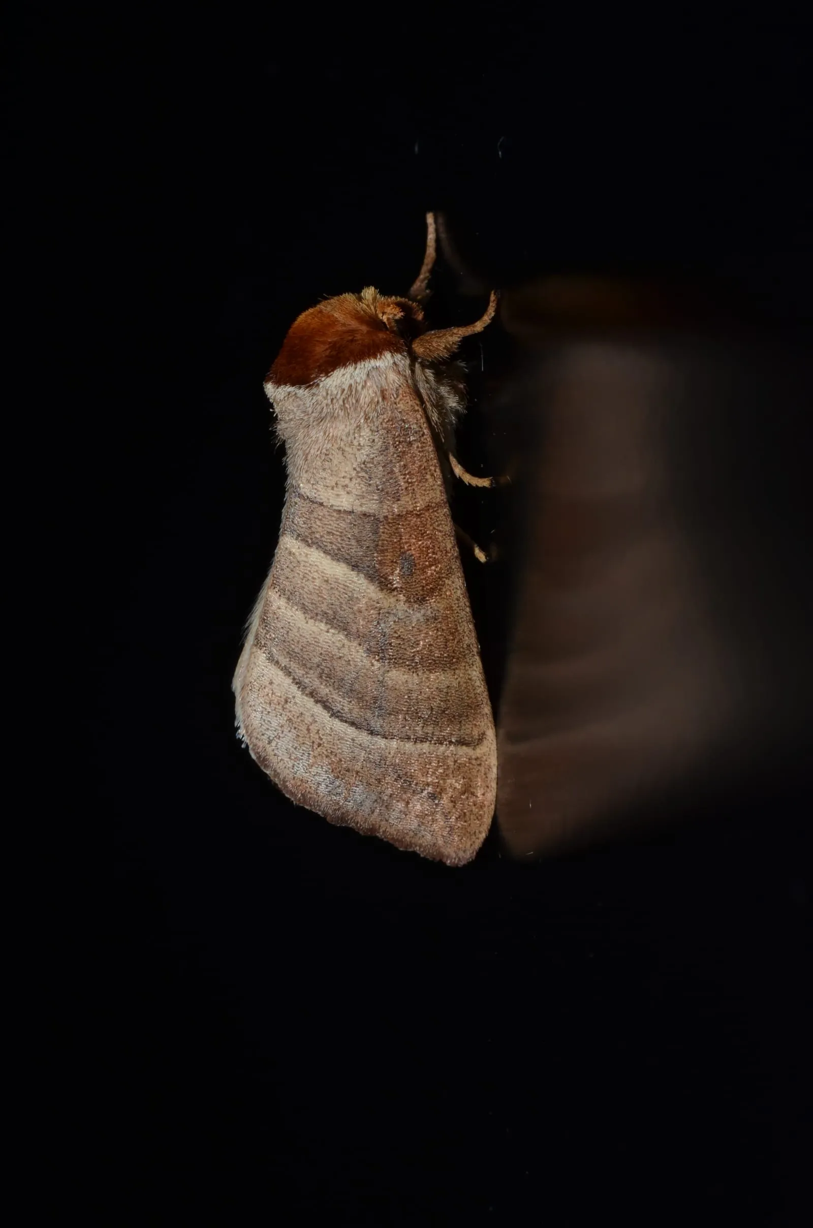 - 7907 – Datana integerrima – Walnut Caterpillar Moth (18885365043) (walnut-caterpillar)