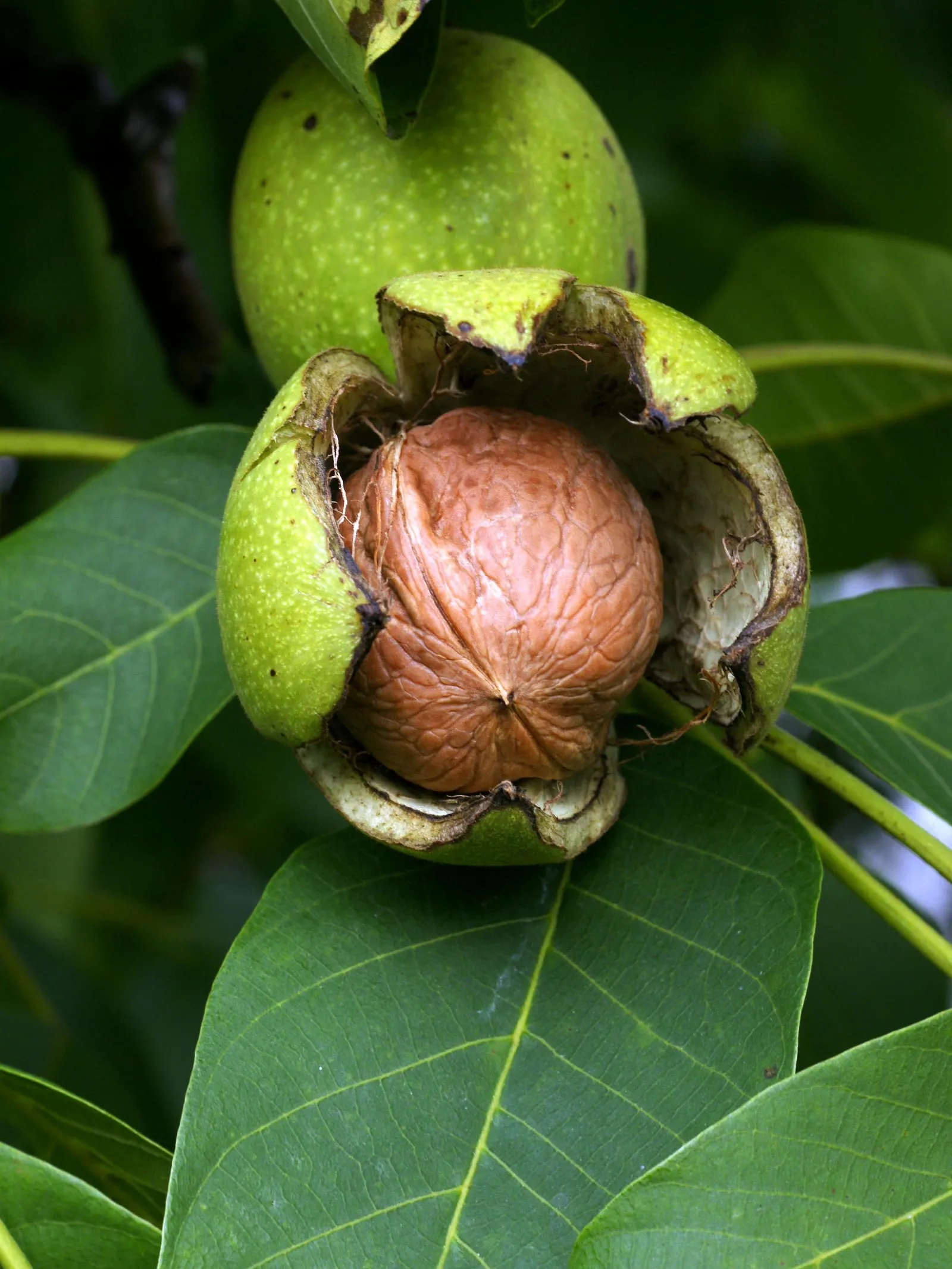 Juglans regia Echte Walnussfrucht 1 (walnut-english)