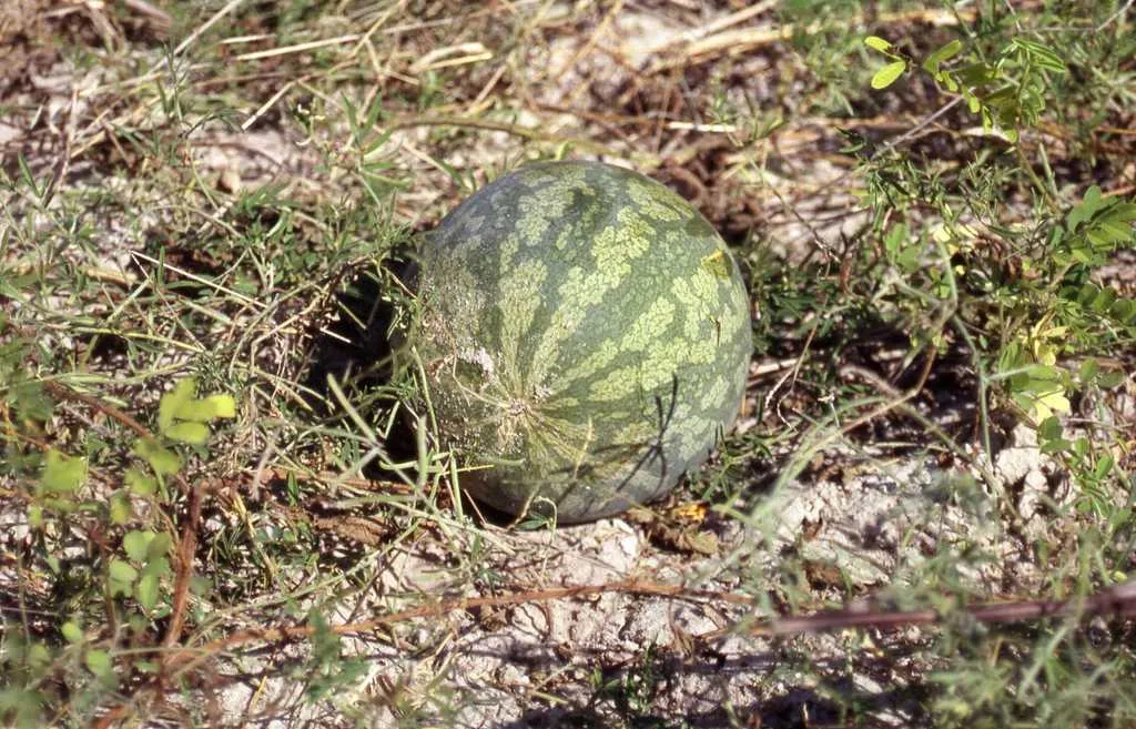 Fodder Melon (watermelon)