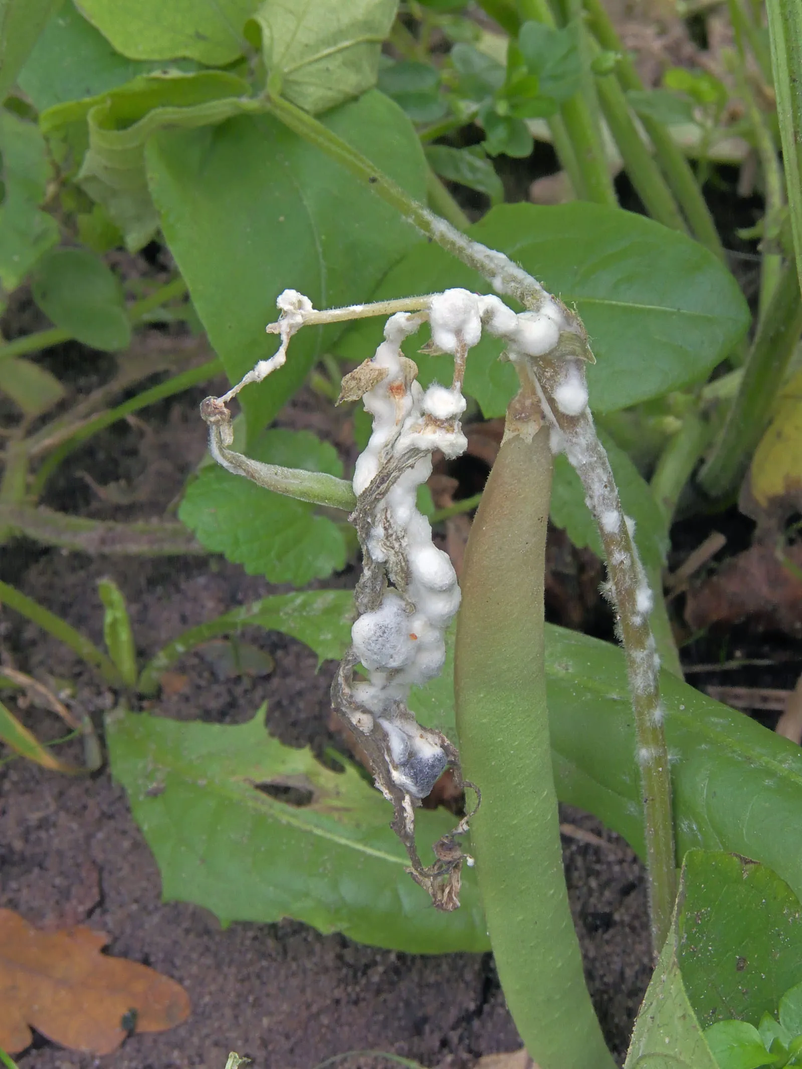 Sclerotinia sclerotiorum at Phaseolus vulgaris, sclerotiënrot stamsperzieboon (white-mold)