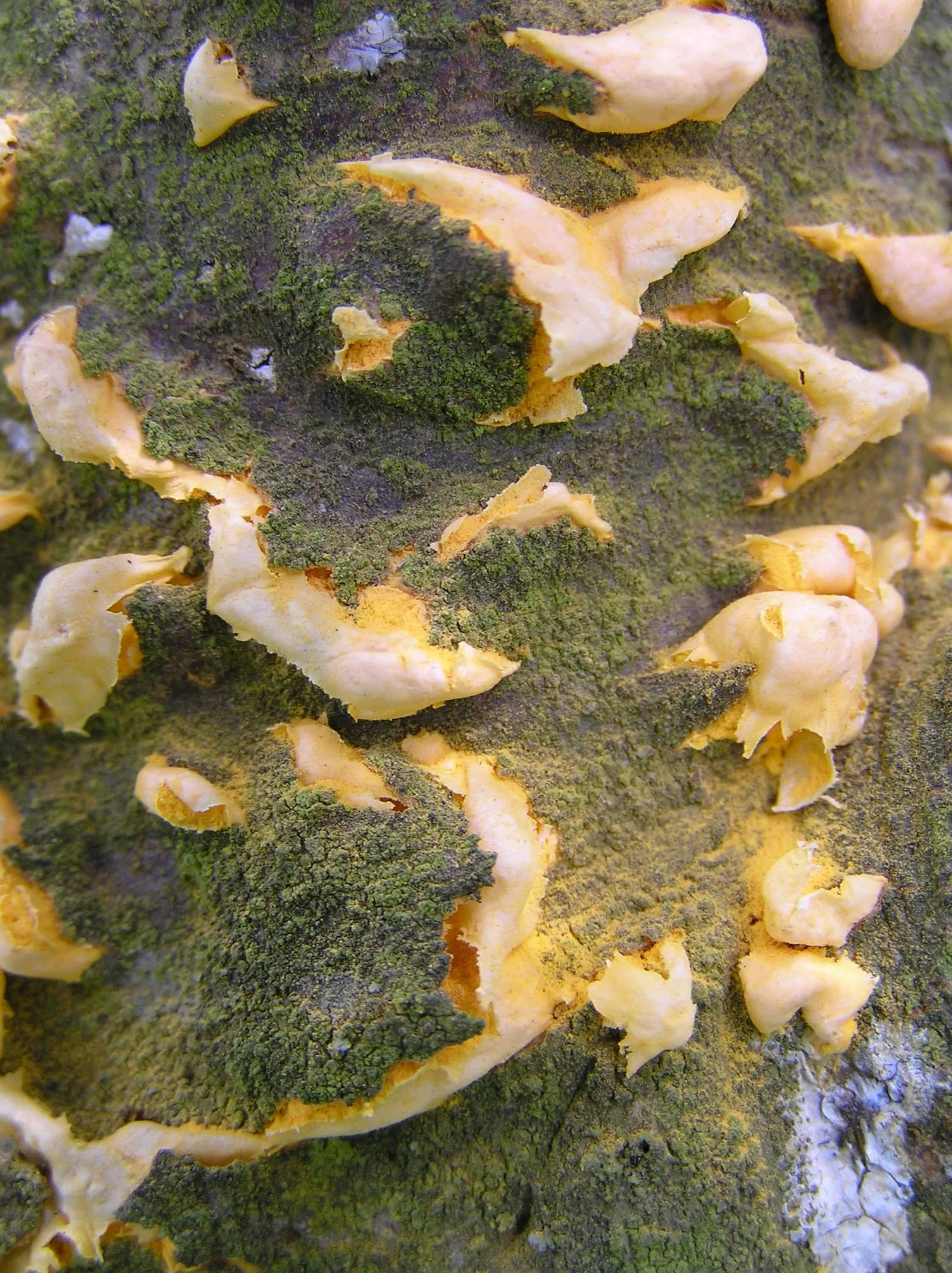 Cronartium ribicola bialowieza 5 beentree (white-pine-blister-rust)
