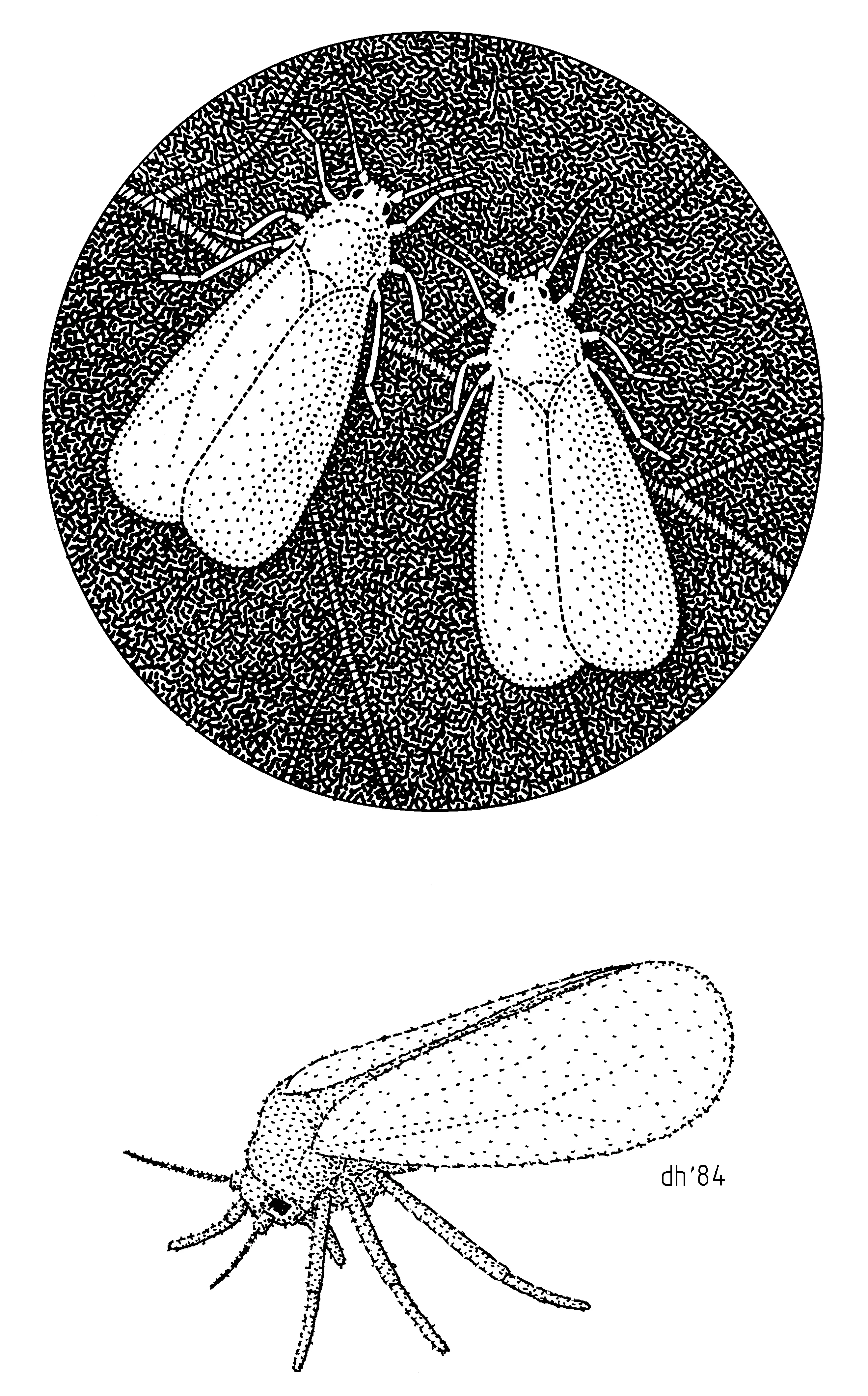 HEMI Aleyrodidae Trialeurodes vaporariorum (whitefly)