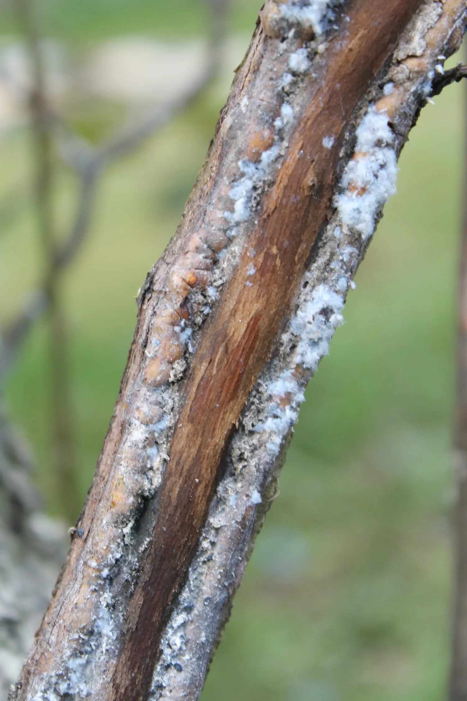 Letorost 5816 (woolly-apple-aphid)
